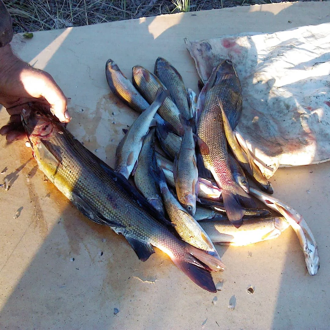 2019-07-25 23-25-19_1564072480556.webp