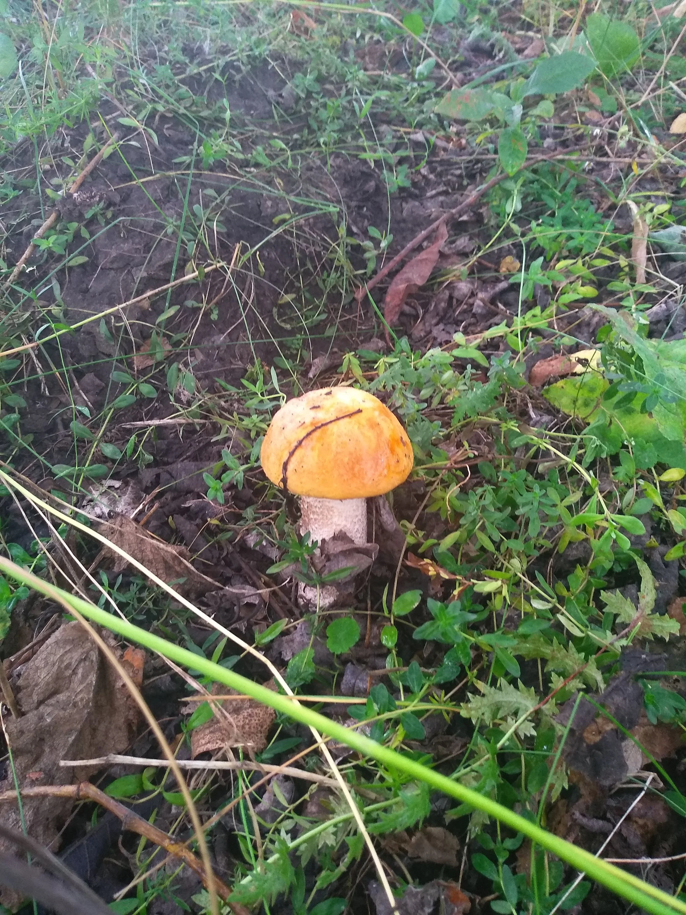 2019-08-10 16-50-40.webp