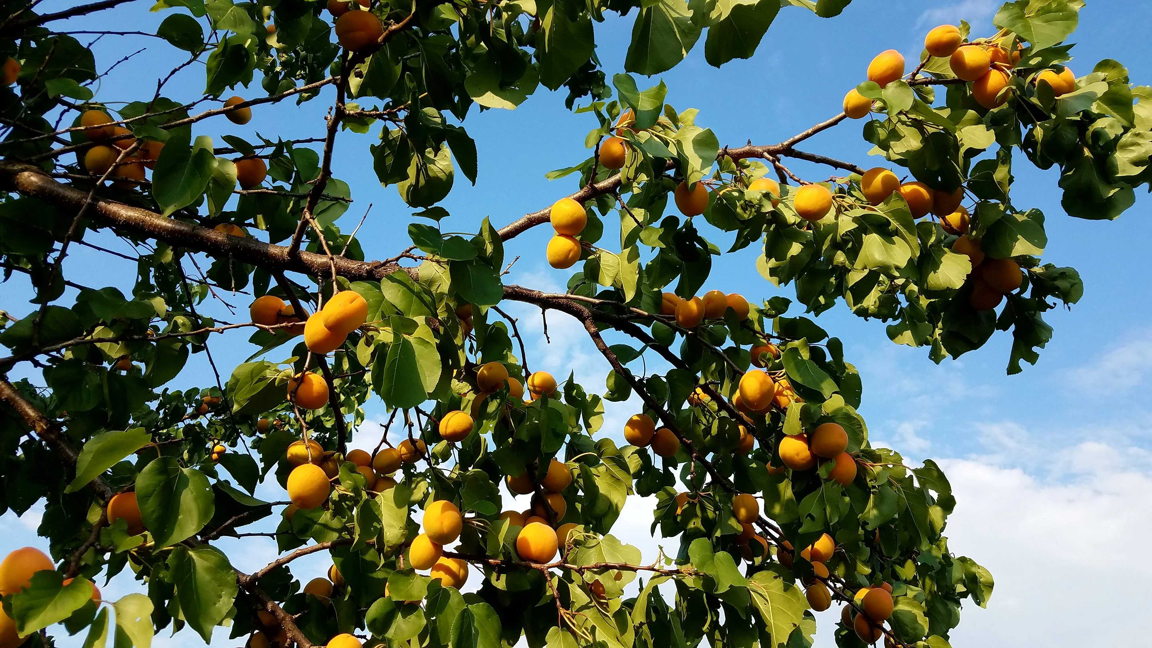 20190623_074223 - копия.webp