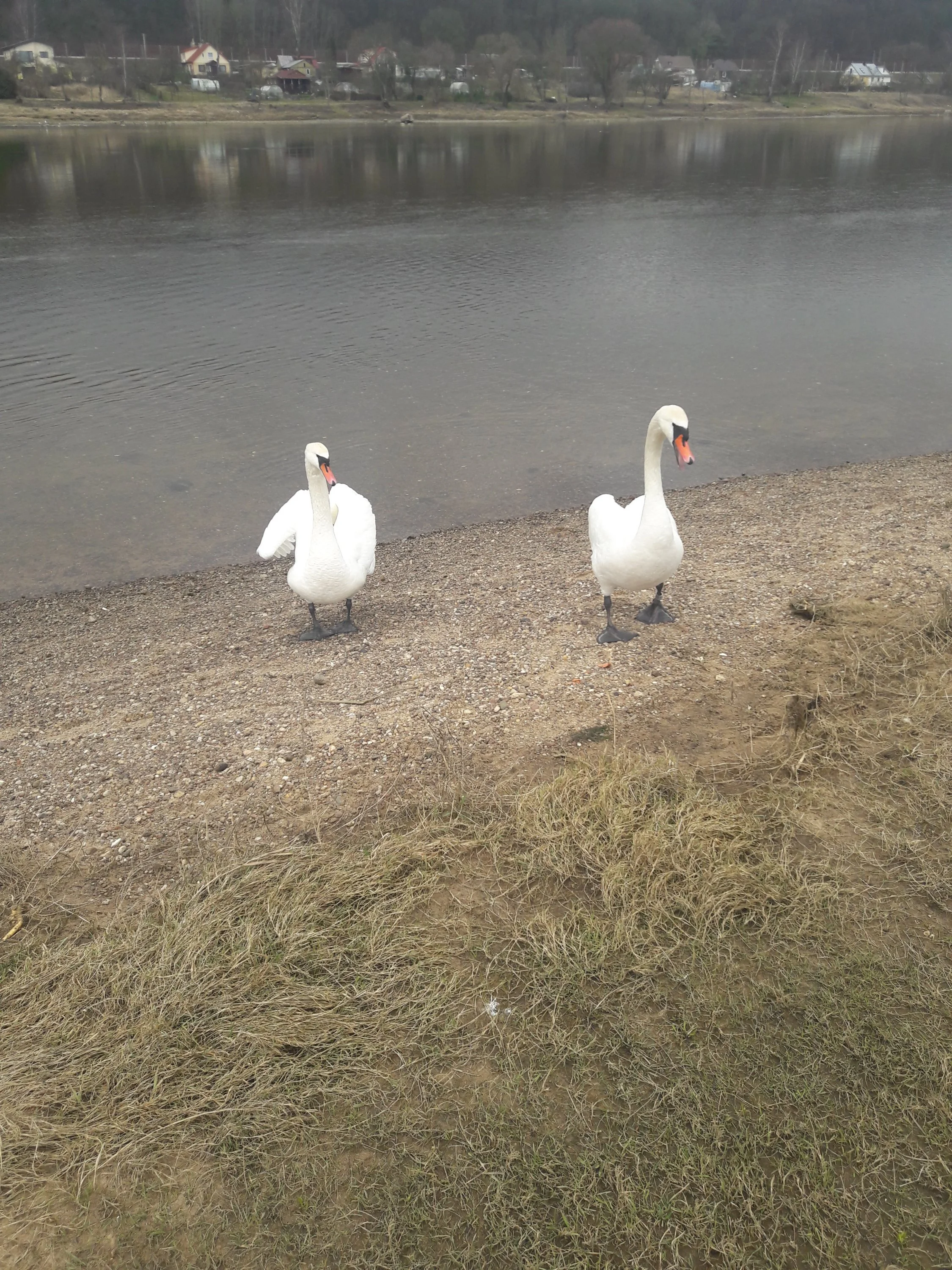 2020-03-09 13-10-55.webp