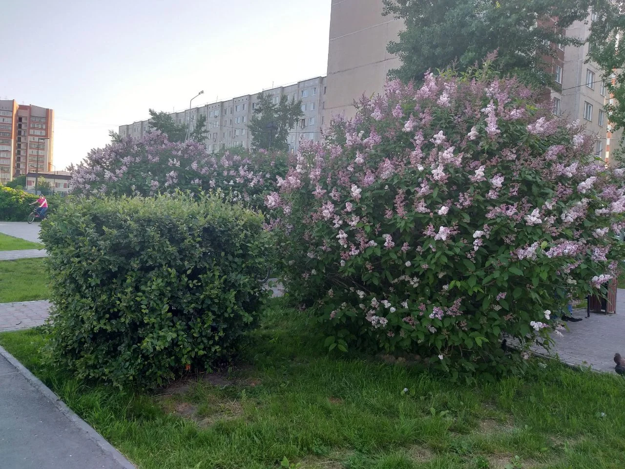 2020-05-29 11.04.49.webp