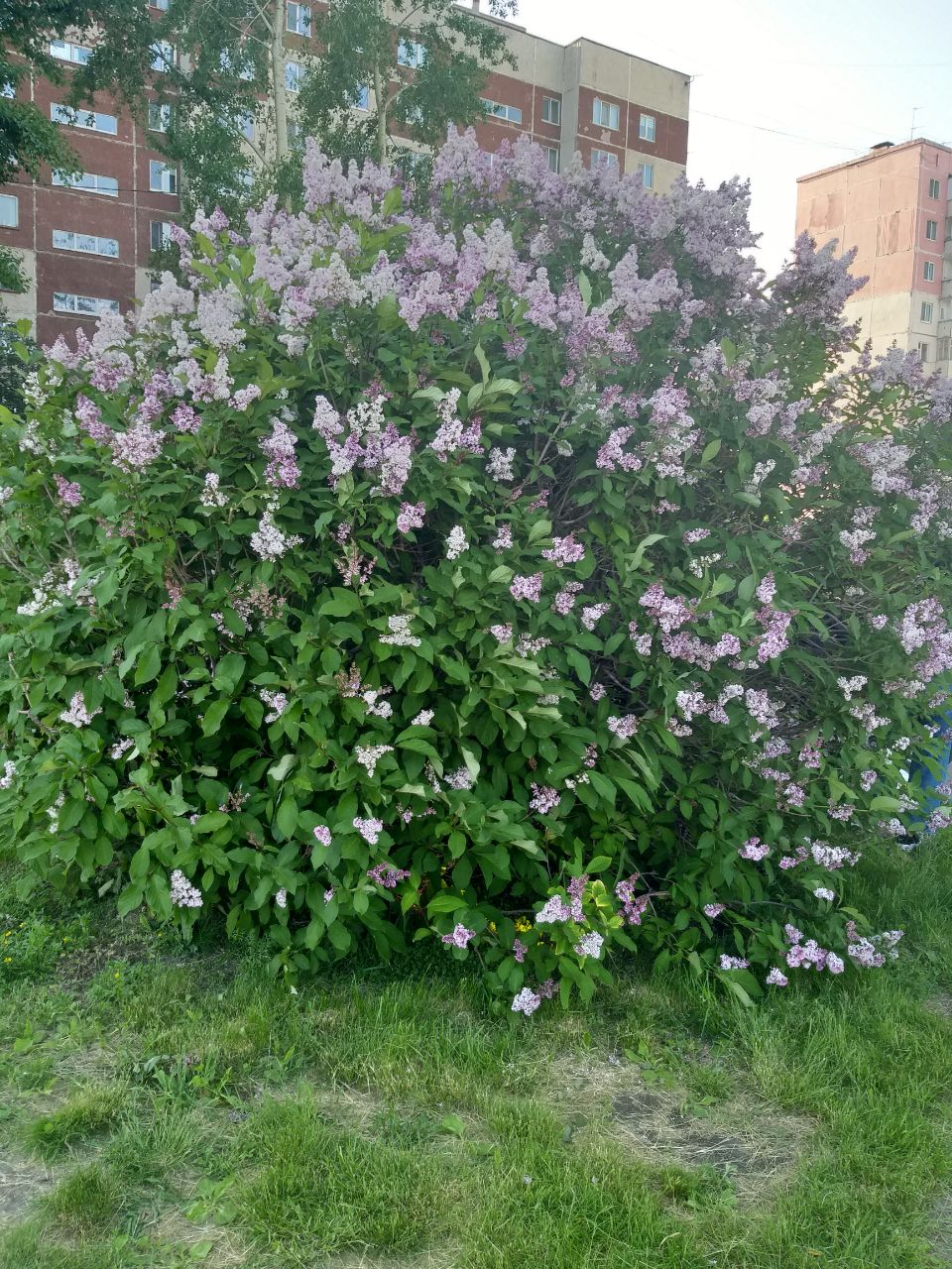 2020-05-29 11.05.10.jpg