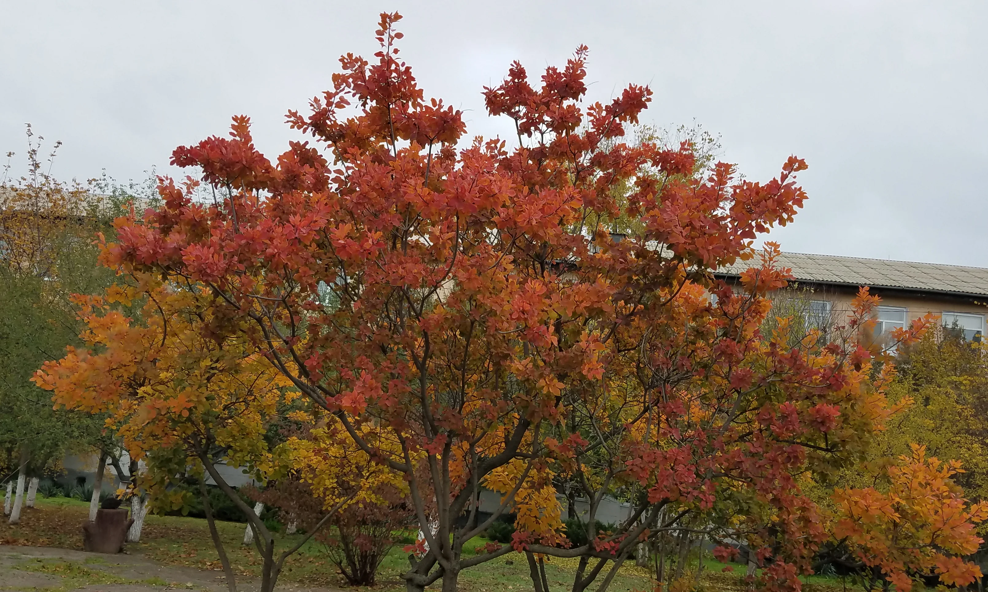 20201114_120515 - копия.webp