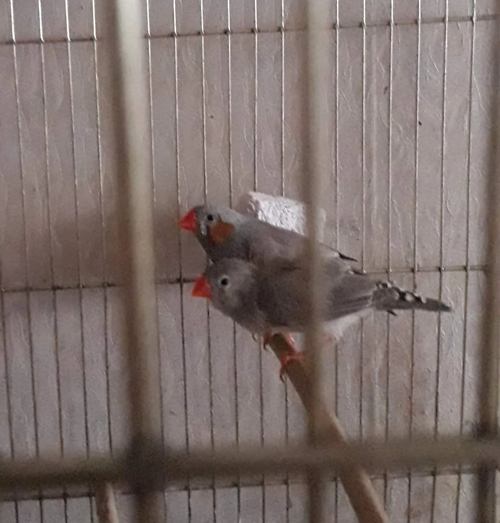 2021-02-21 16-54-01_1613901455889.webp