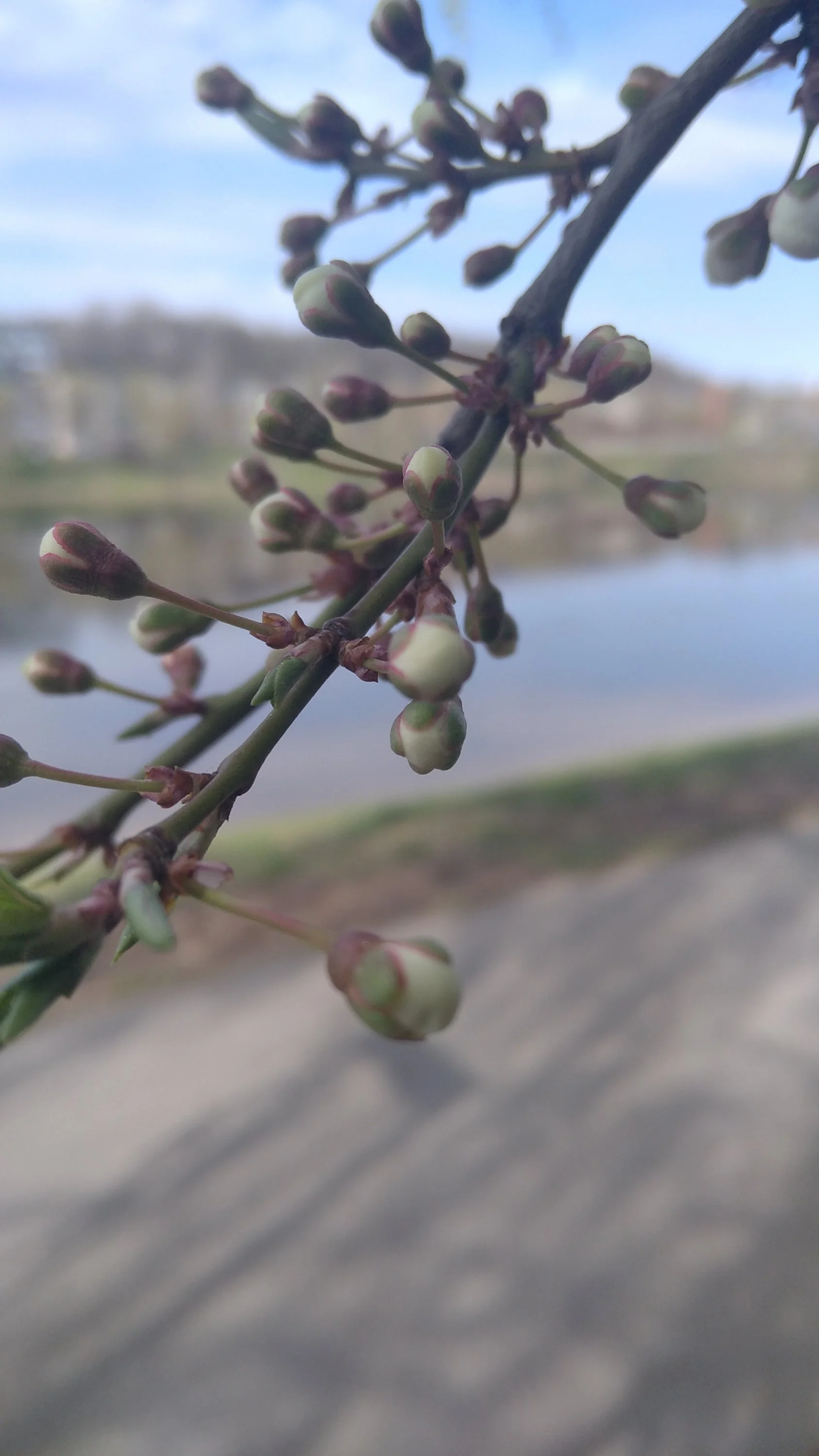 2021-04-21 12-29-39.JPG