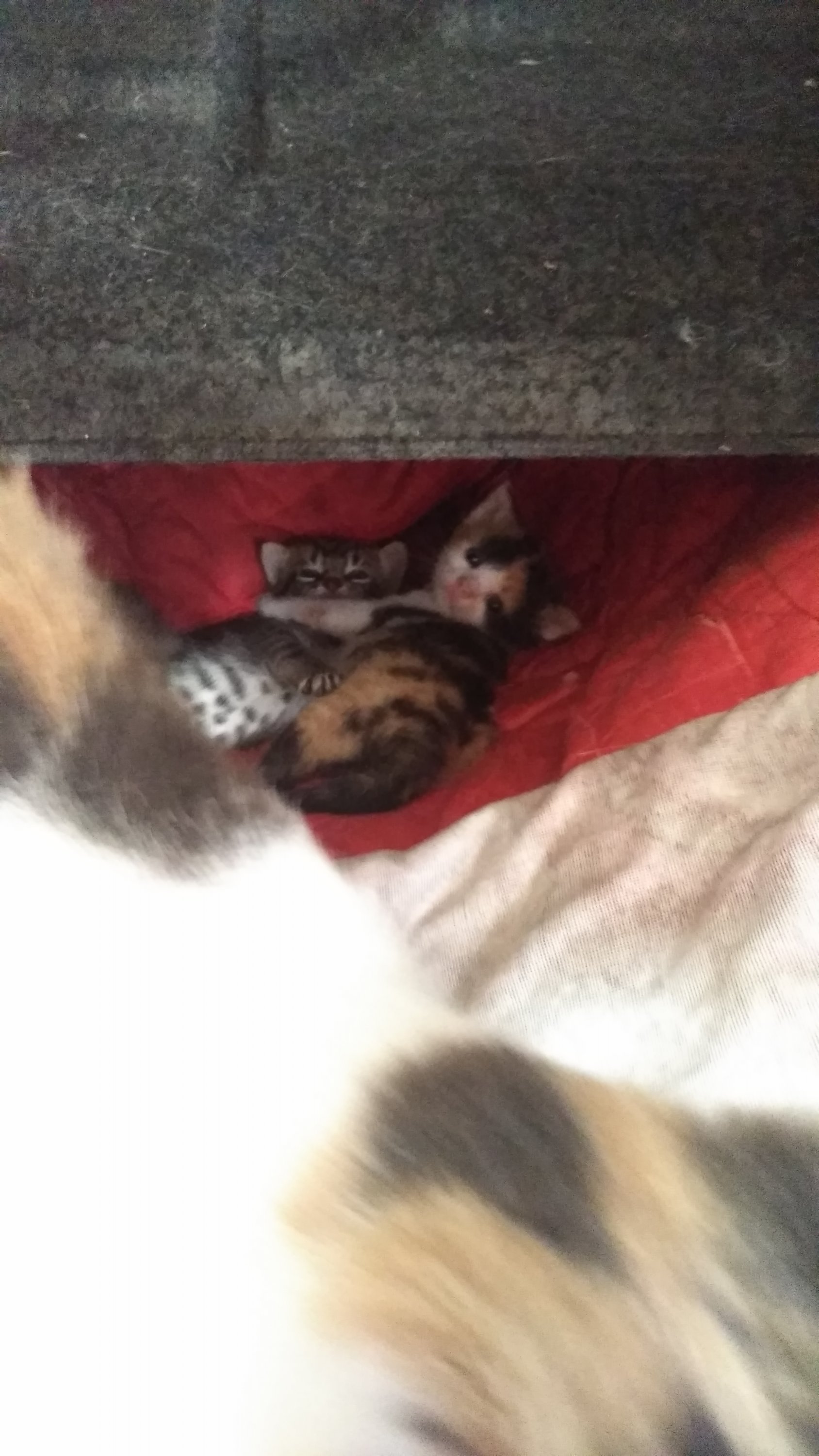 2021-06-26 18-23-44 (1).JPG