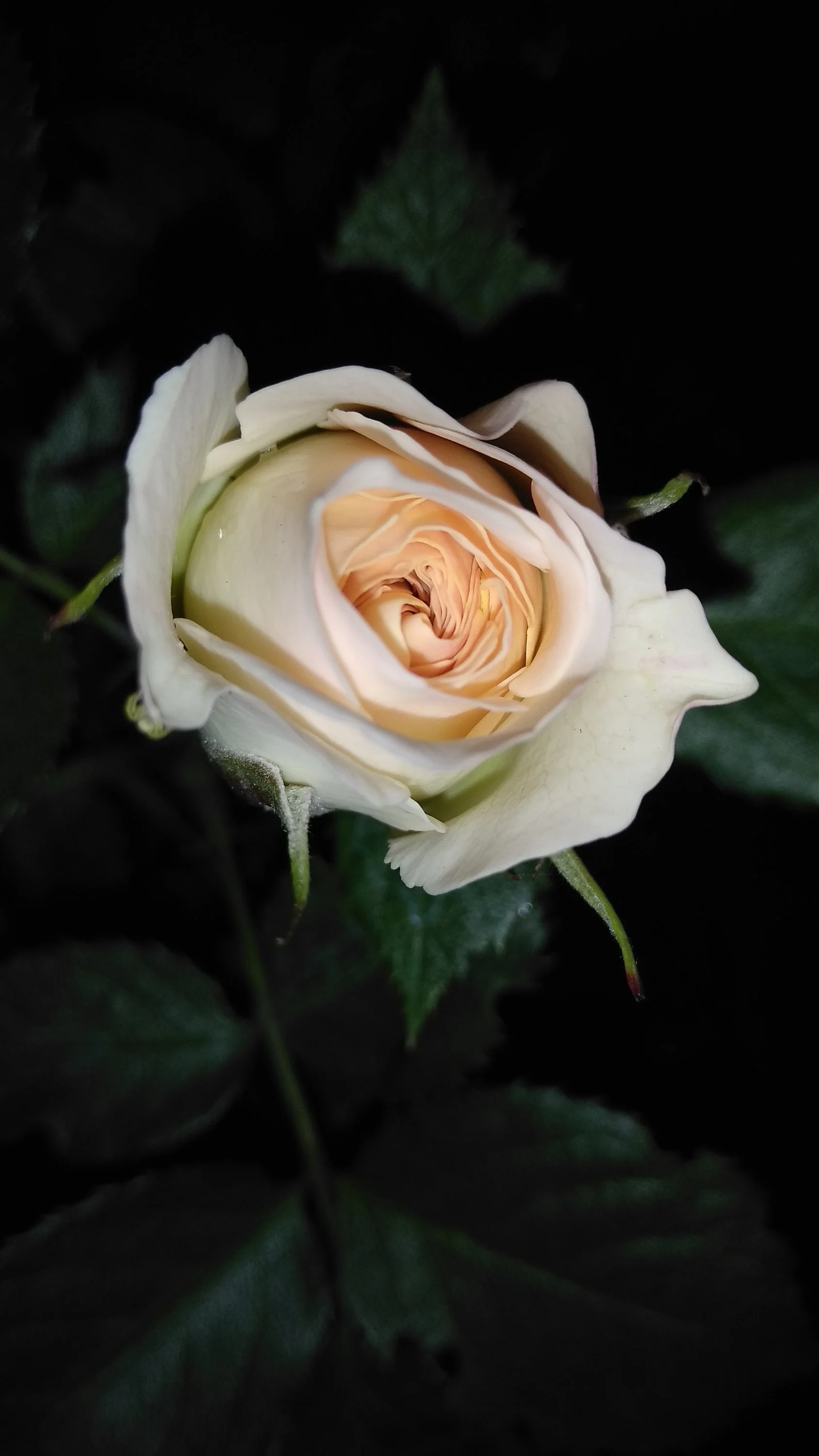 2022-06-24 20-53-24.webp