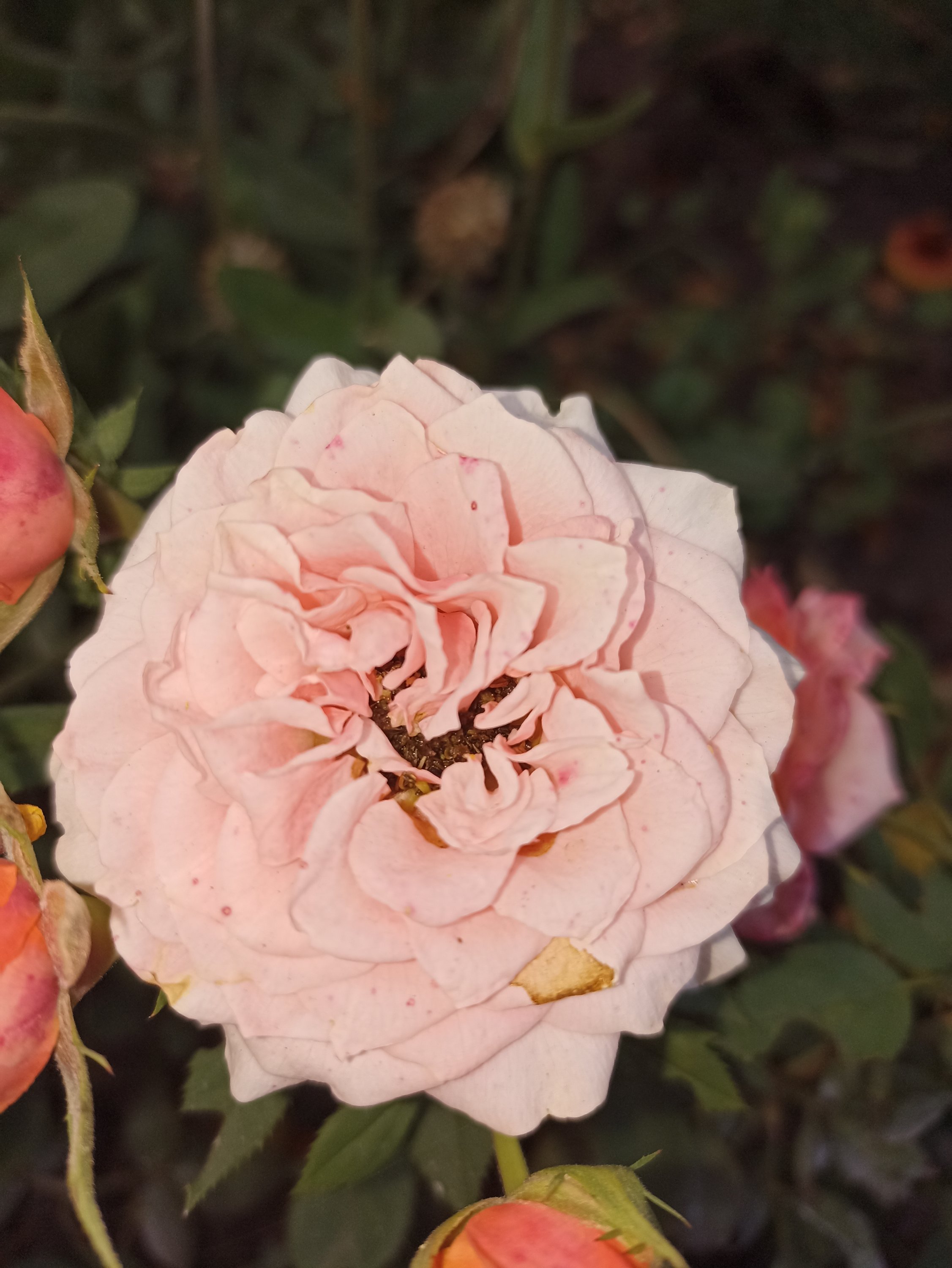 2022-09-03 17-18-14.JPG