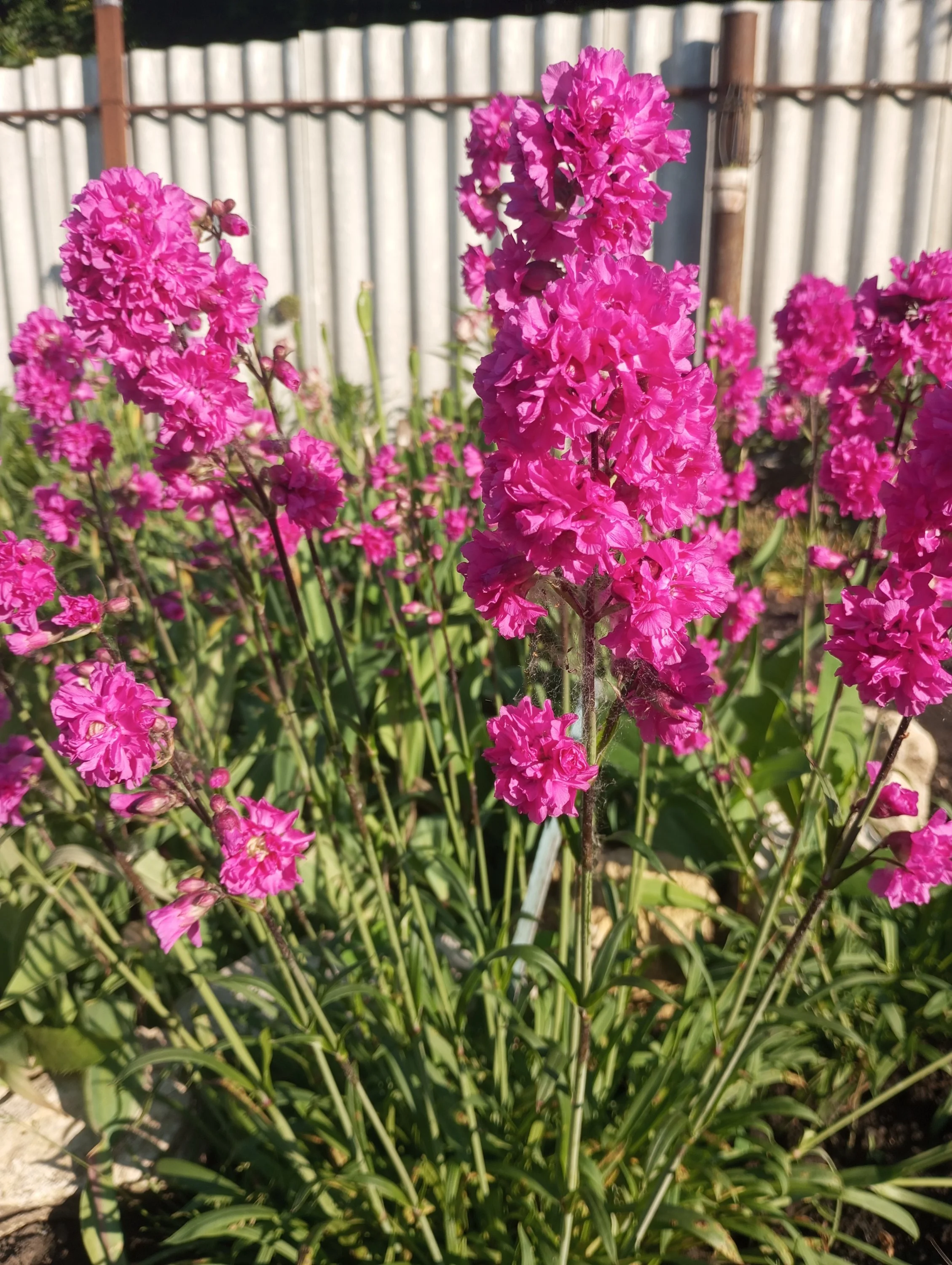 2023-06-08 06-46-55.webp