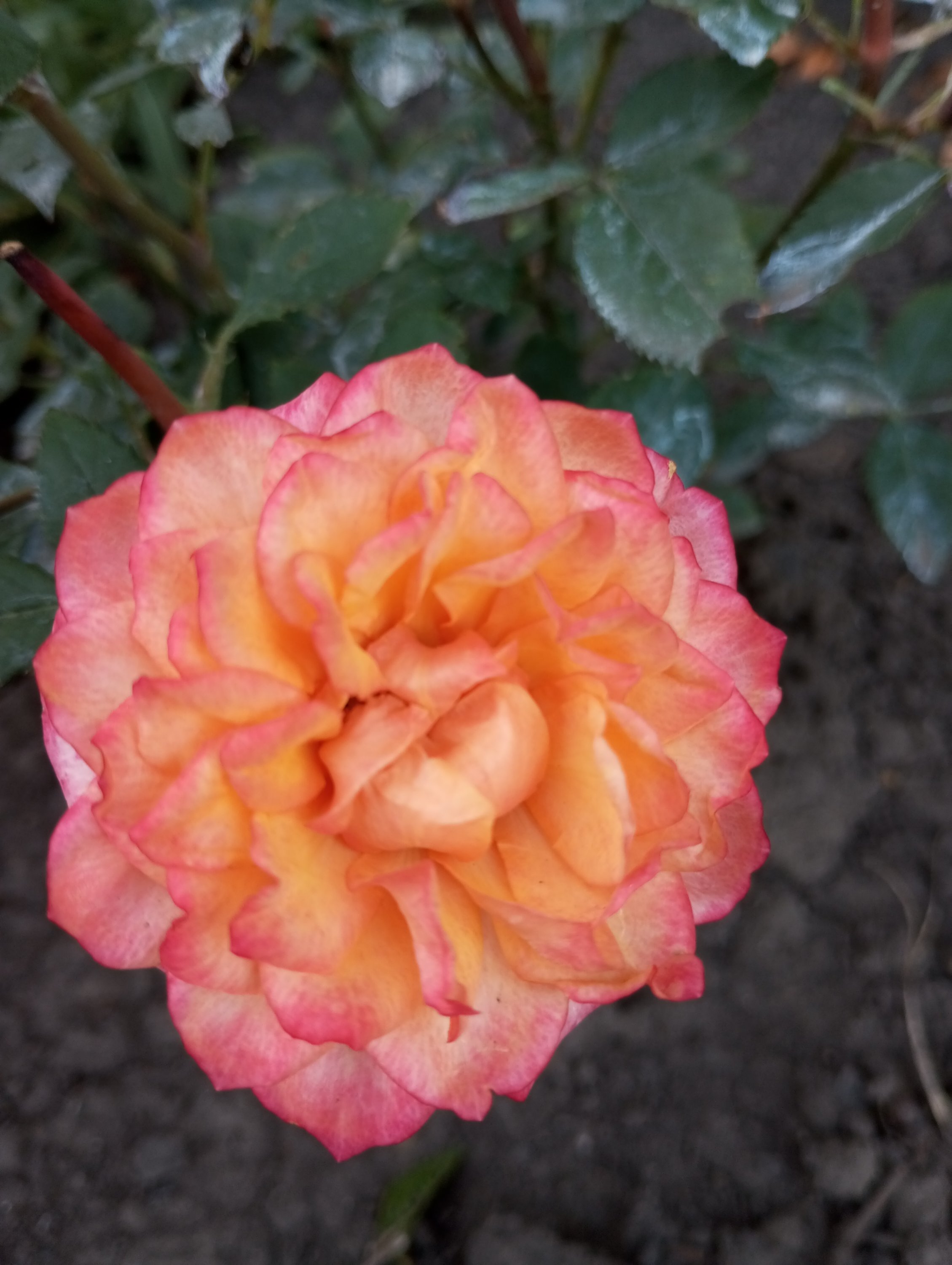 2023-07-13 20-06-17.JPG