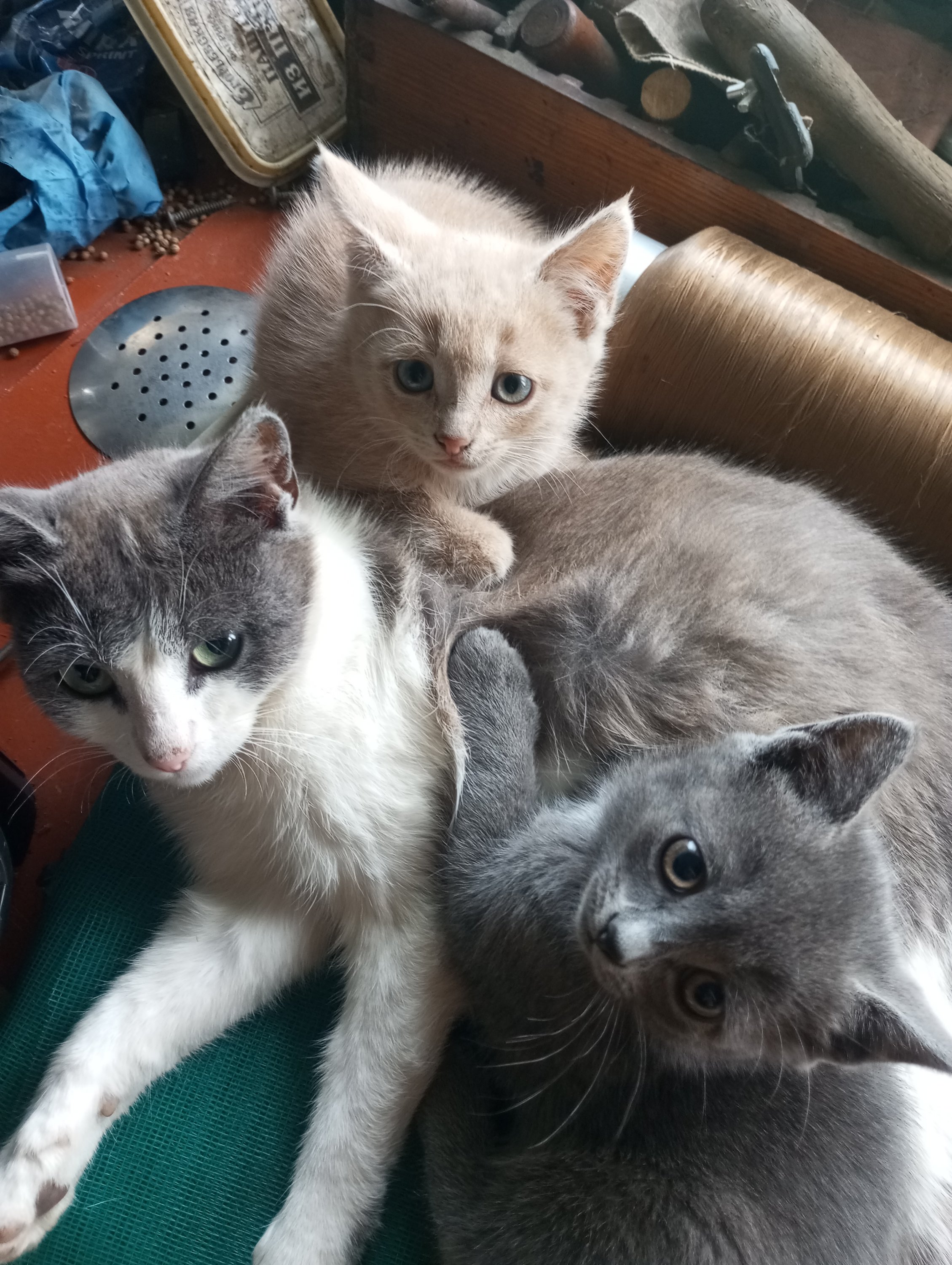 2023-07-16 16-45-11.JPG