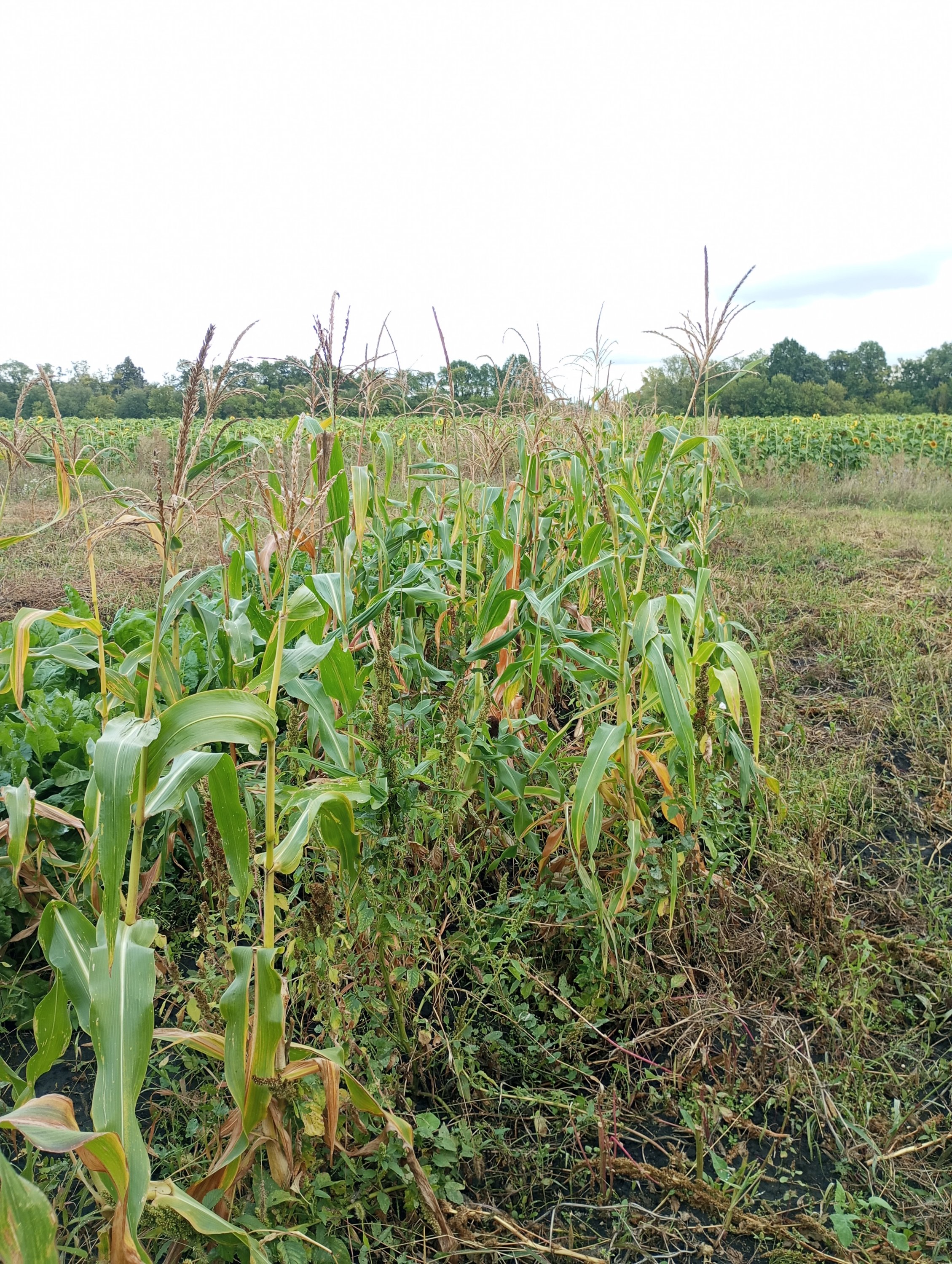 2023-09-02 15-05-20.JPG