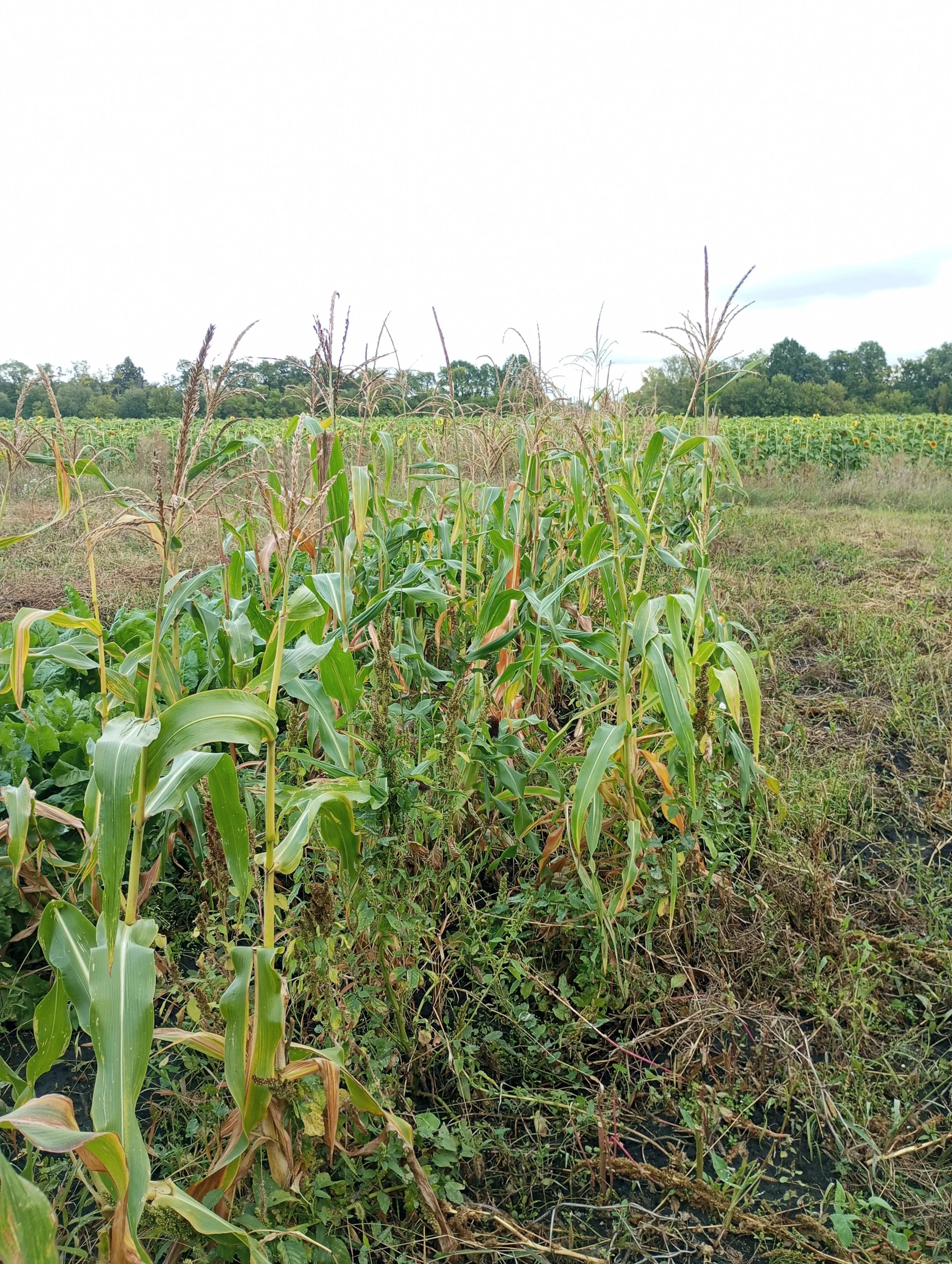 2023-09-02 15-05-20.webp