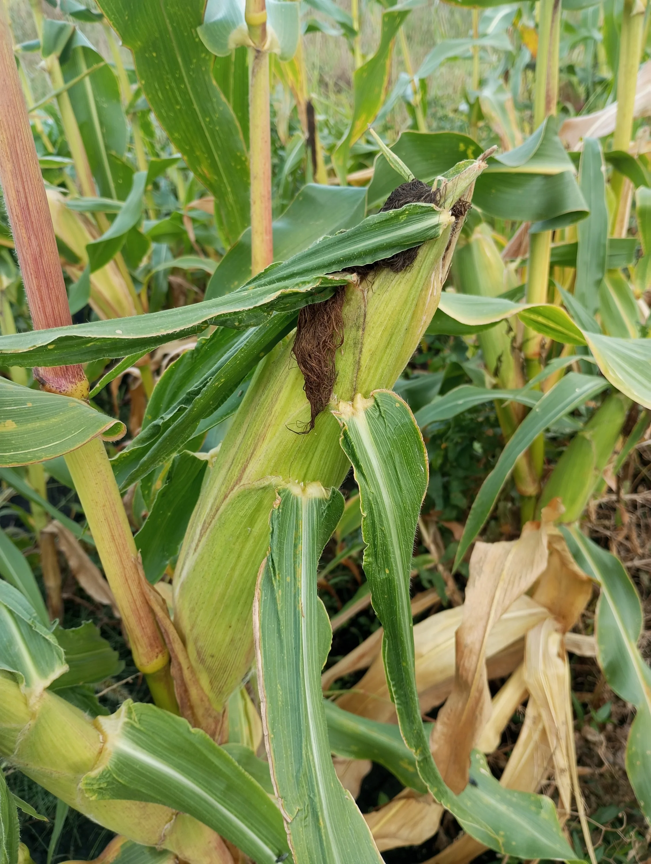 2023-09-02 15-05-41.webp