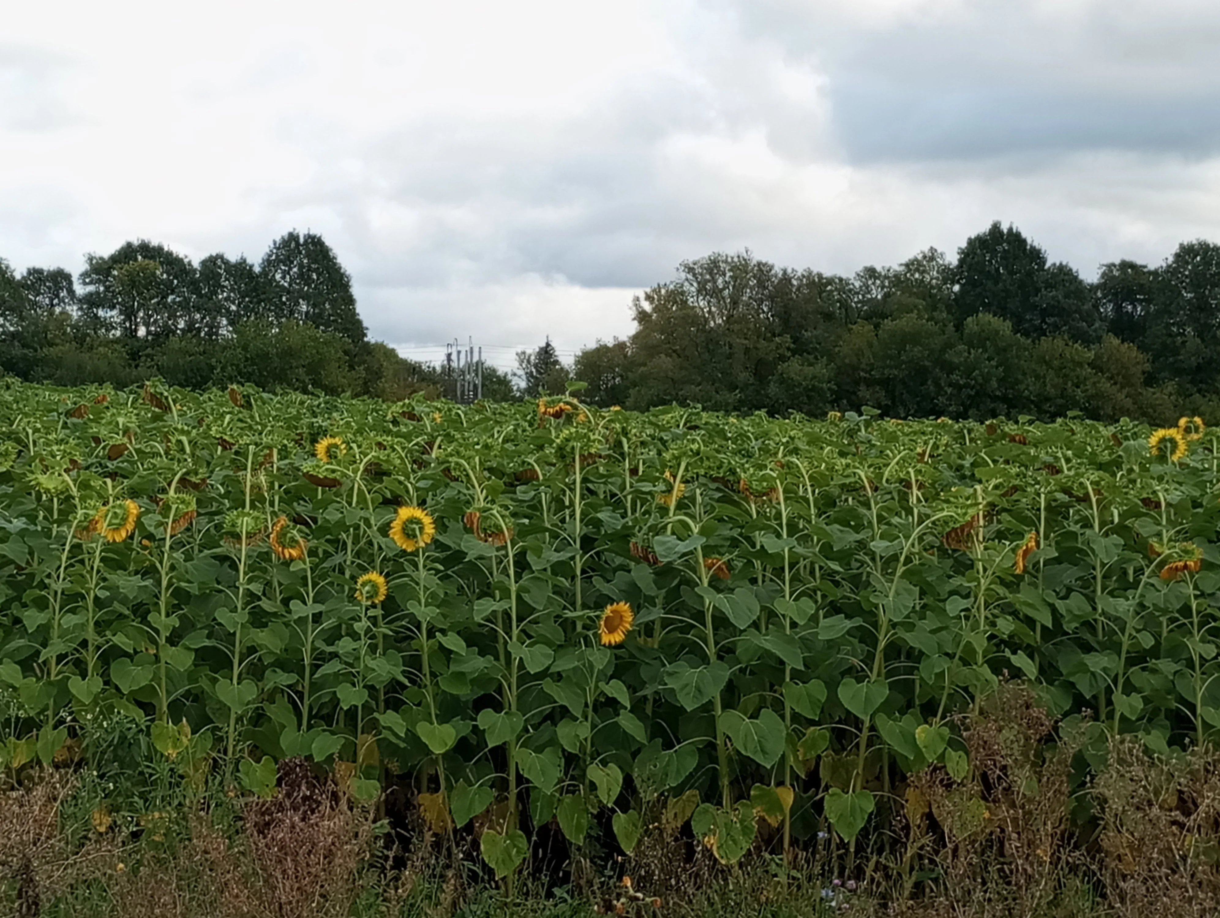 2023-09-02 15-05-55.webp