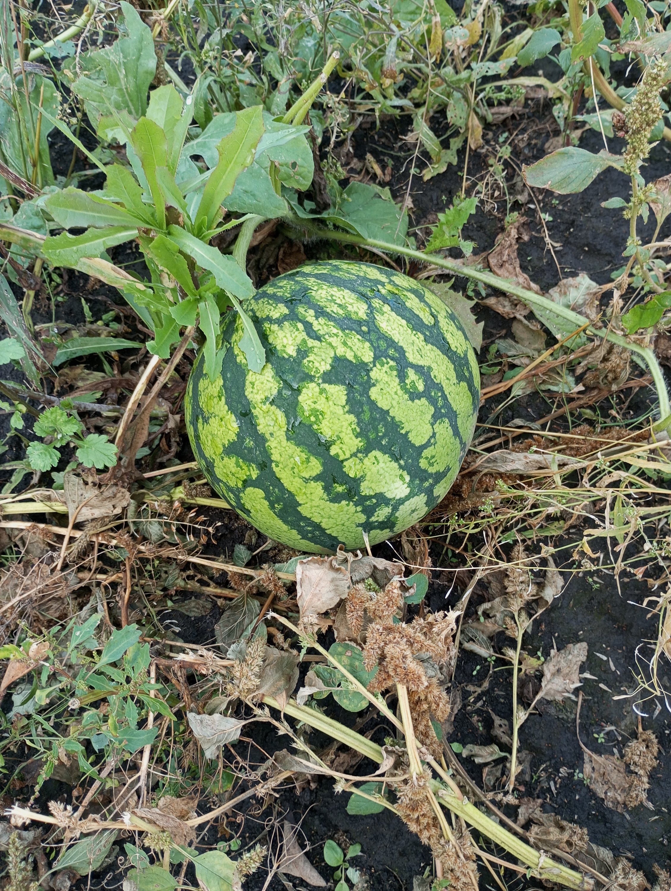 2023-09-02 15-06-27.JPG