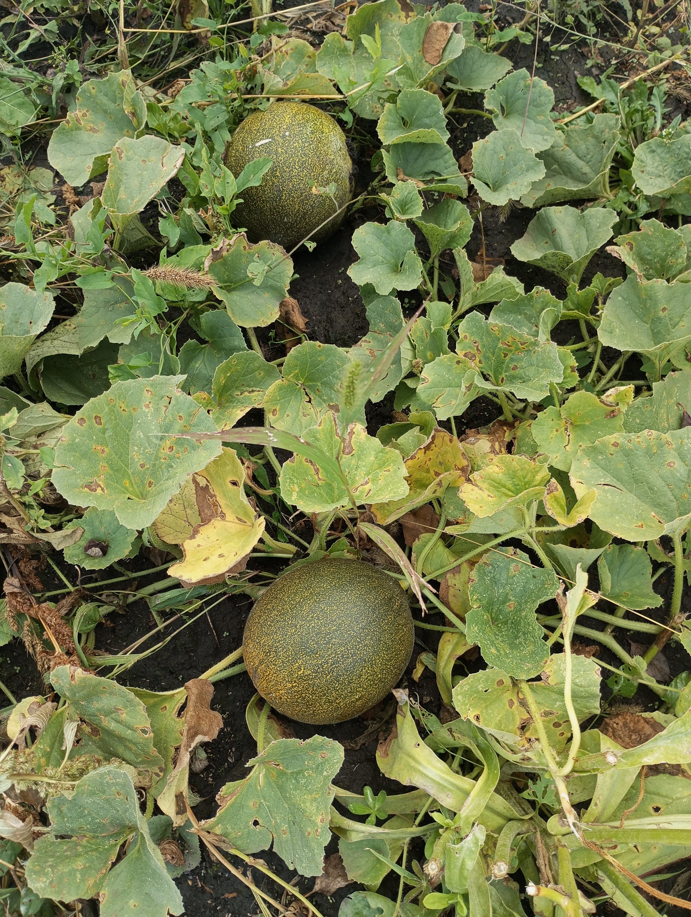 2023-09-02 15-06-37.JPG