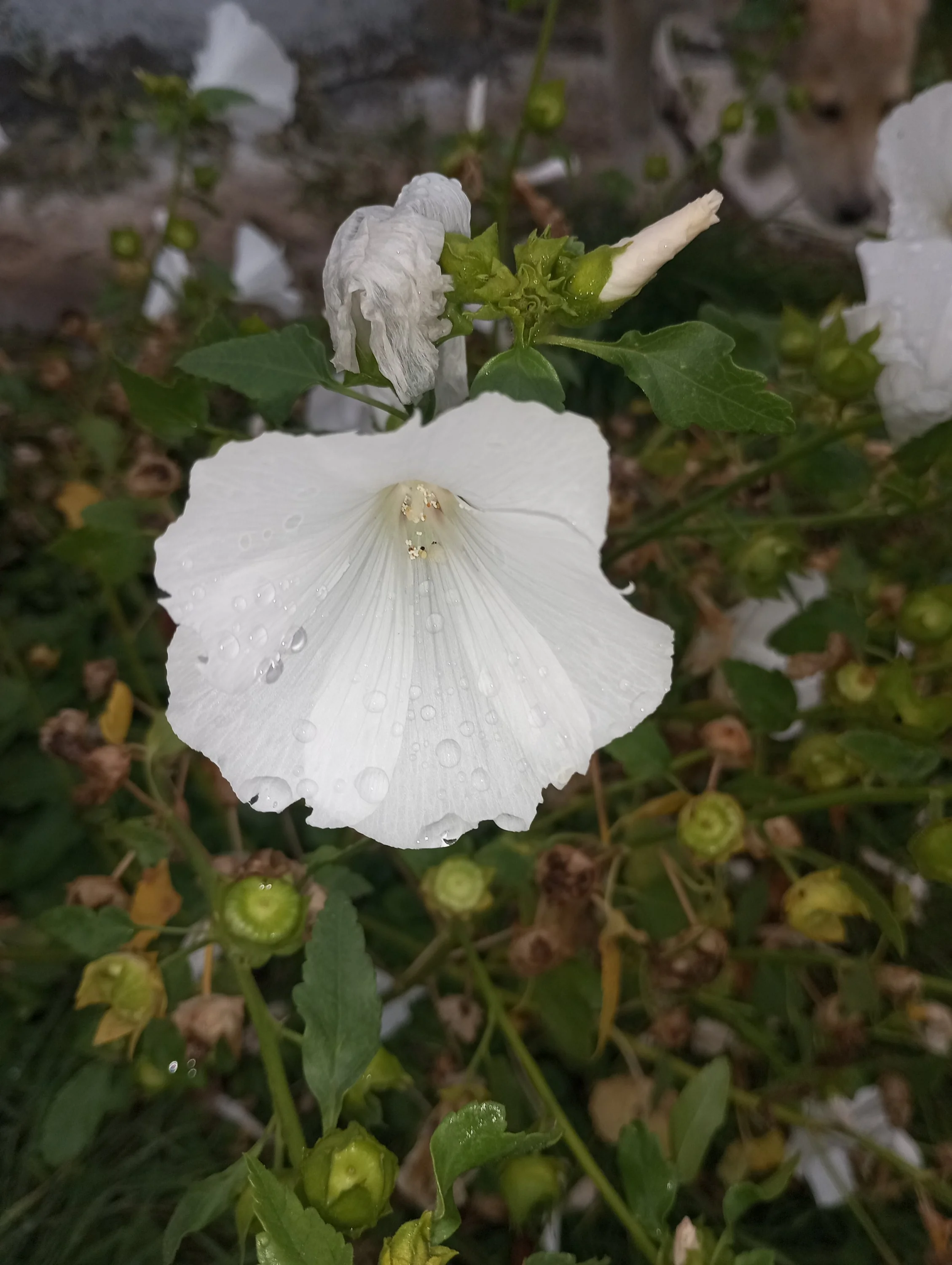 2023-09-25 15-56-50.JPG