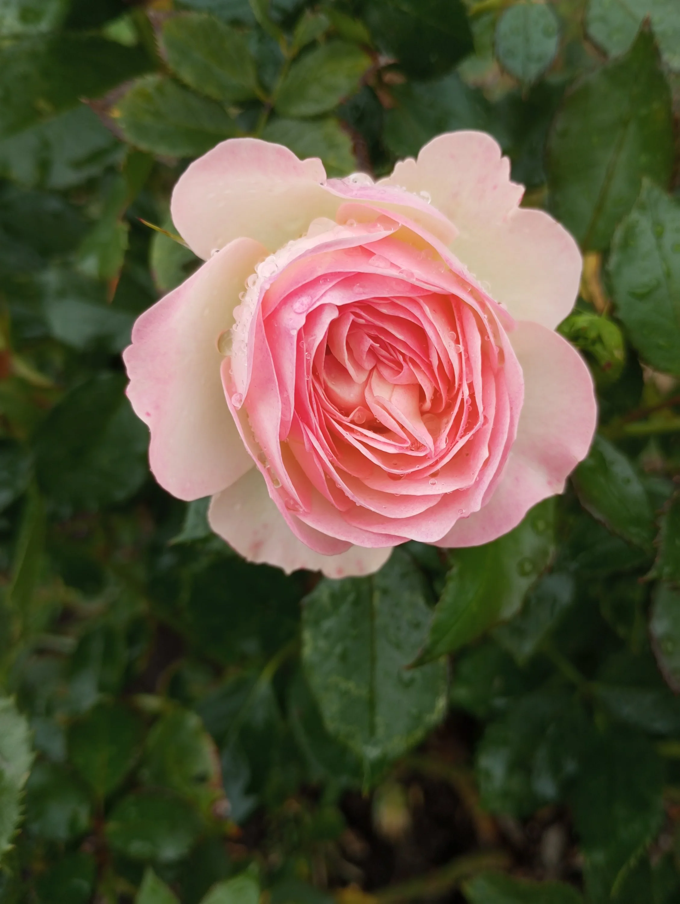 2023-10-06 14-39-59.webp