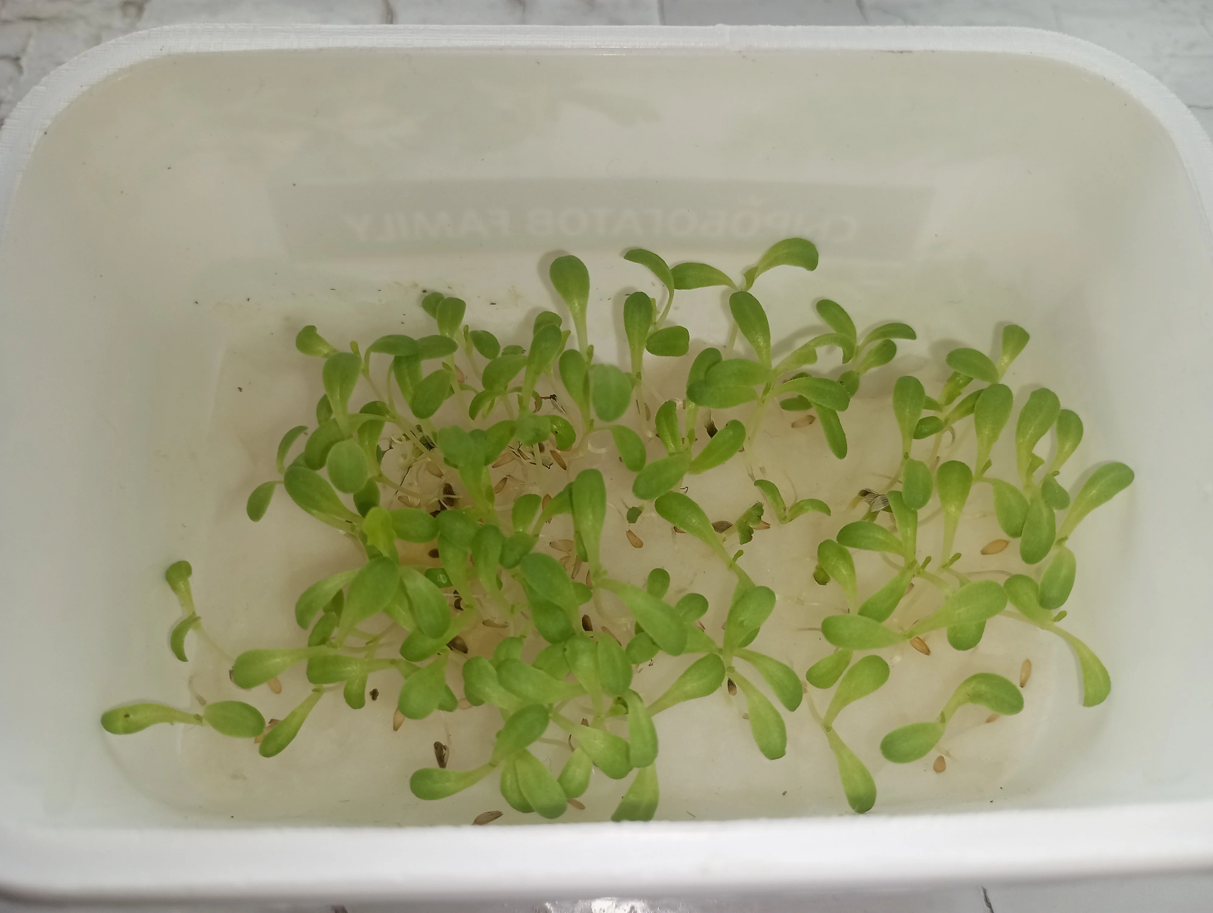 2024-02-06 13-25-50.webp