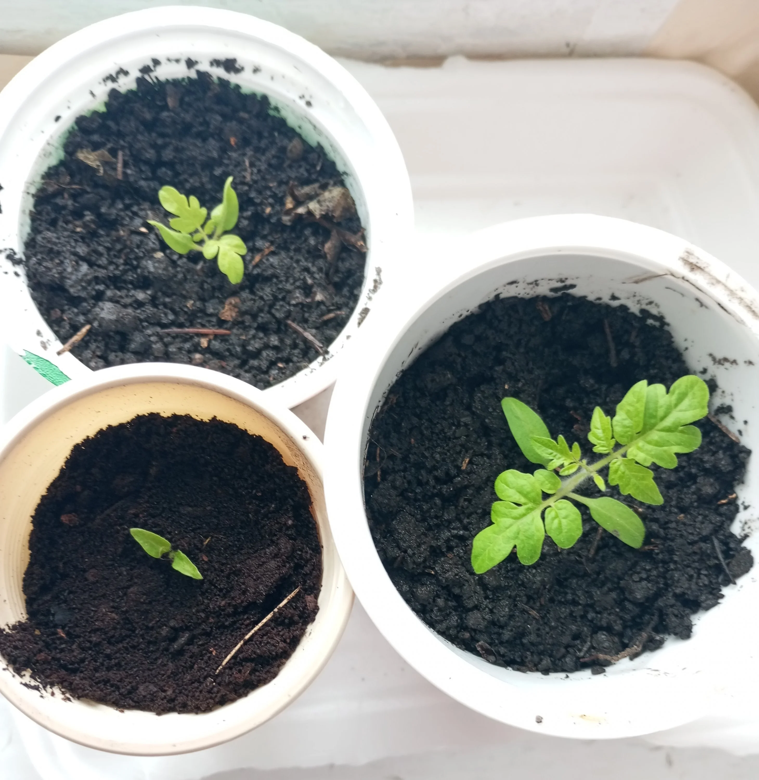 2024-02-25 09-58-29.webp