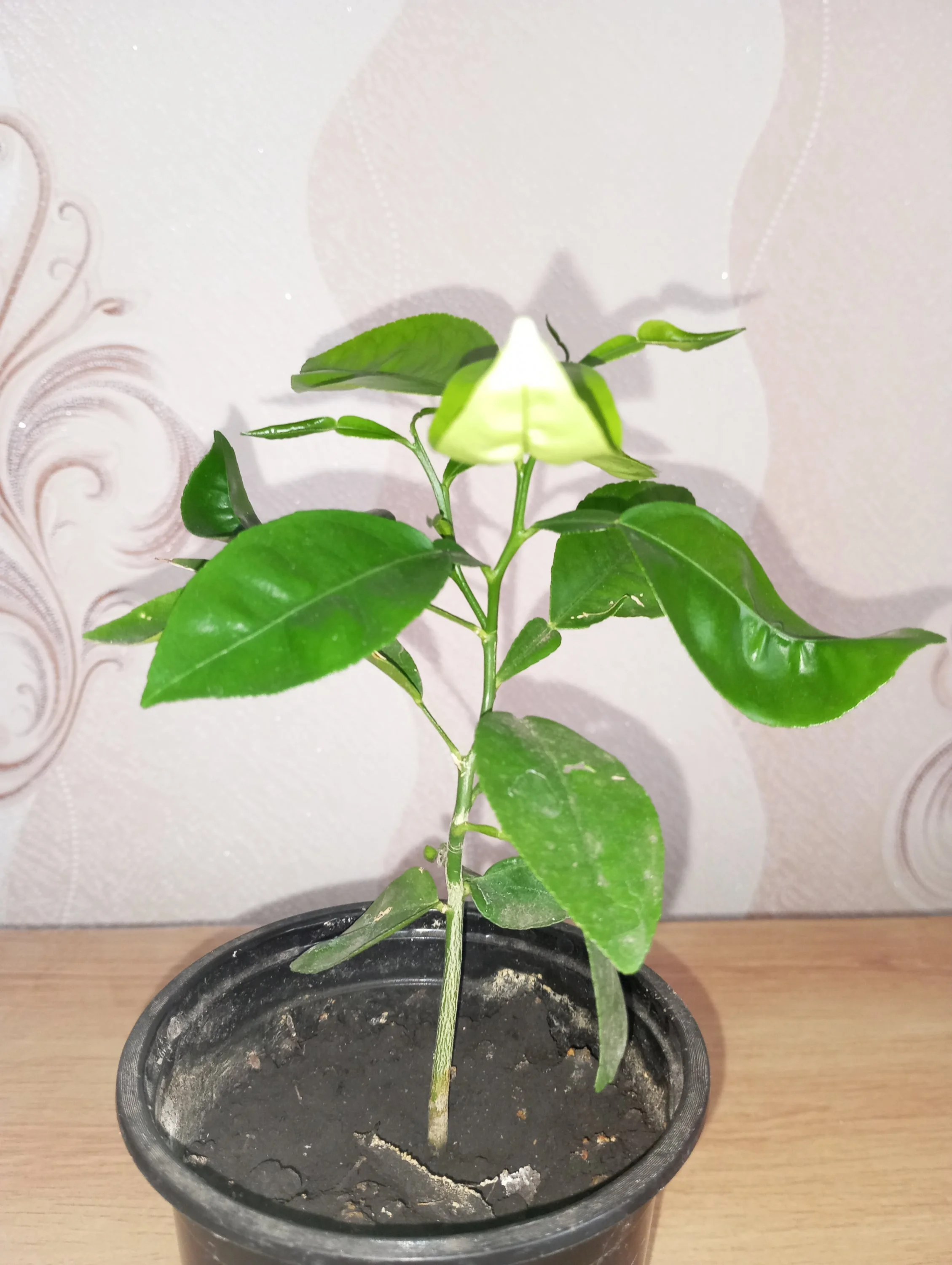 2024-02-25 11-49-14.webp