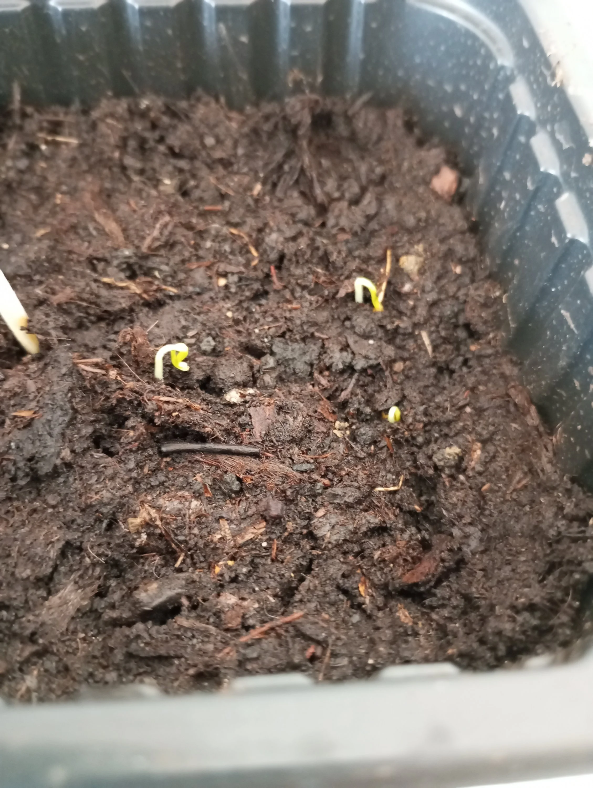 2024-03-09 10-37-03.webp