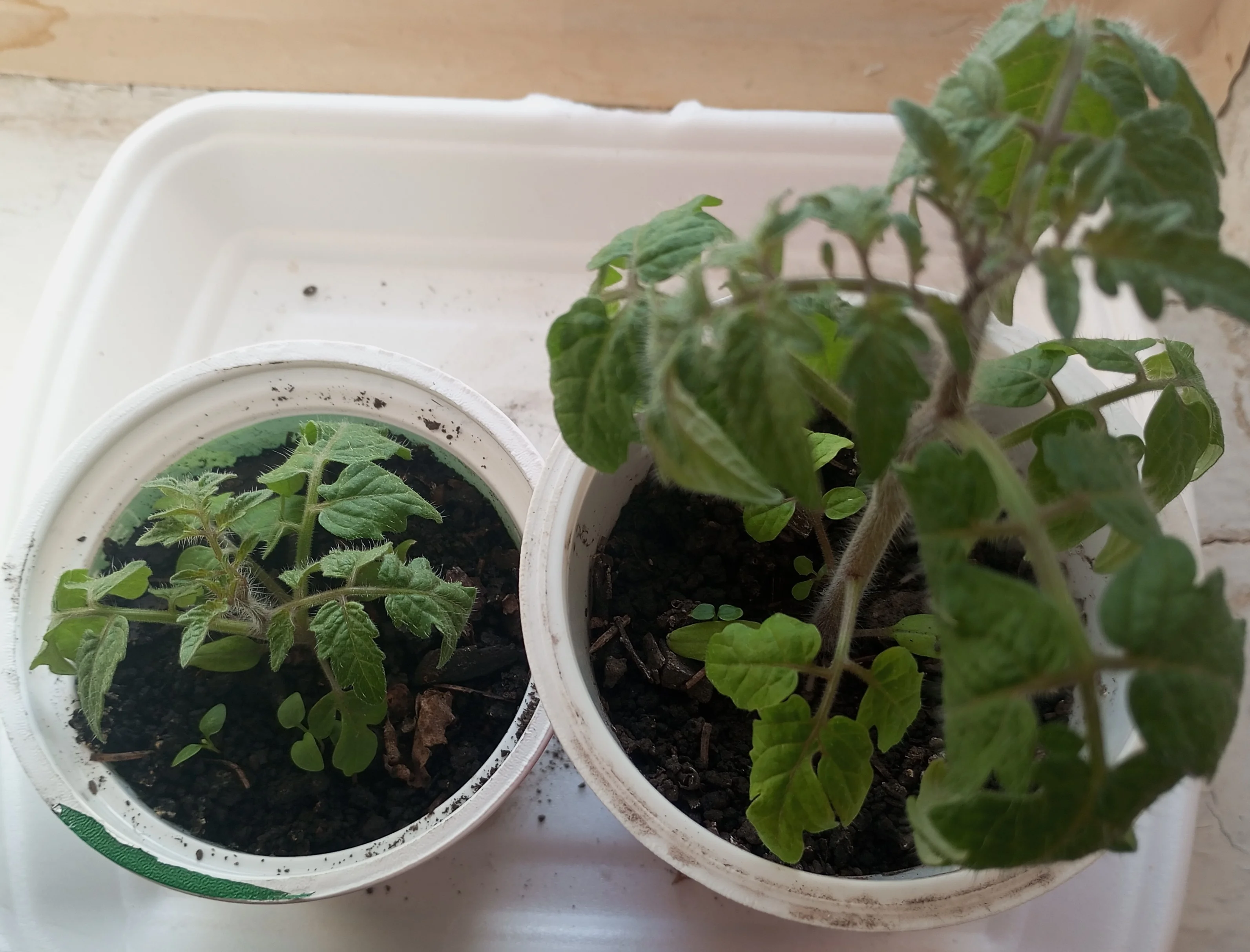 2024-03-16 17-08-25.webp