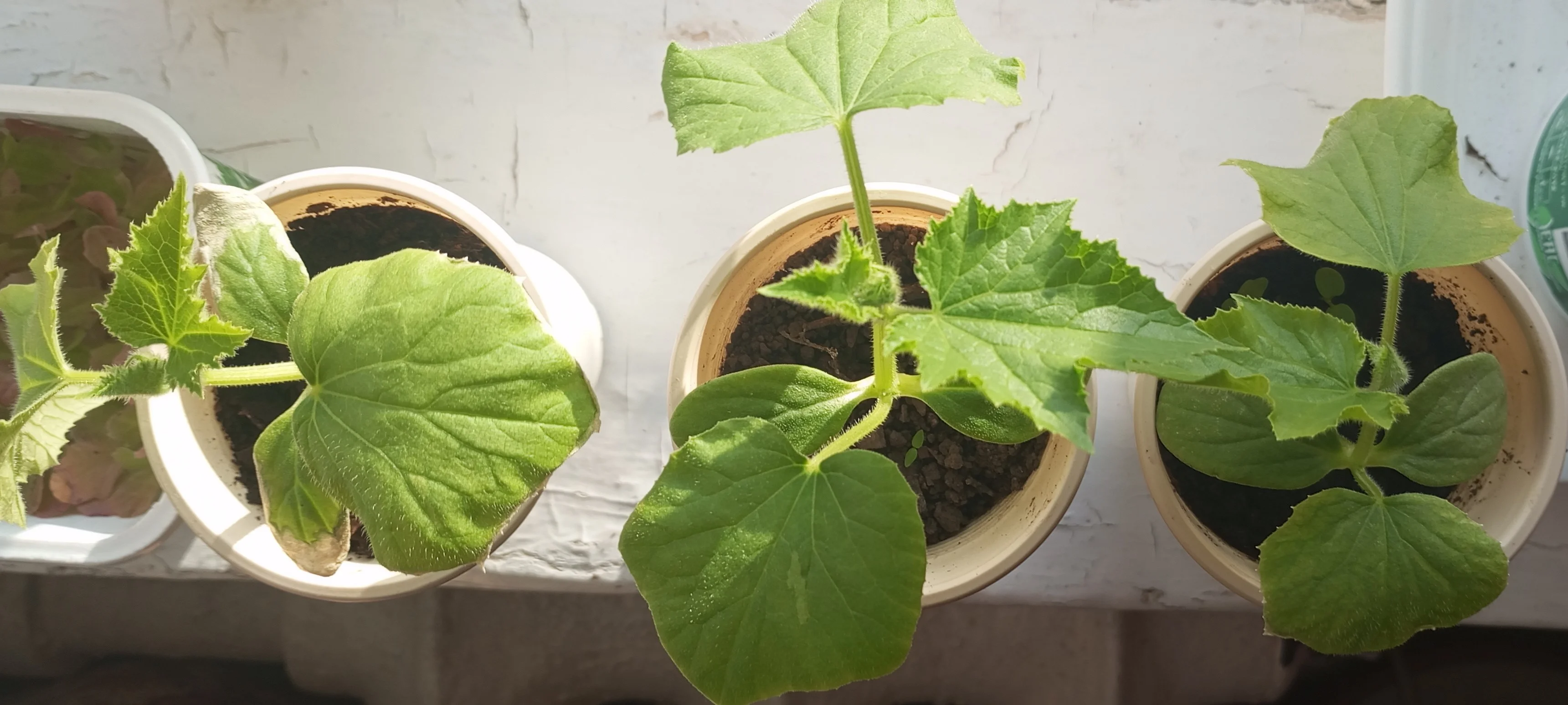 2024-03-16 17-08-47.webp