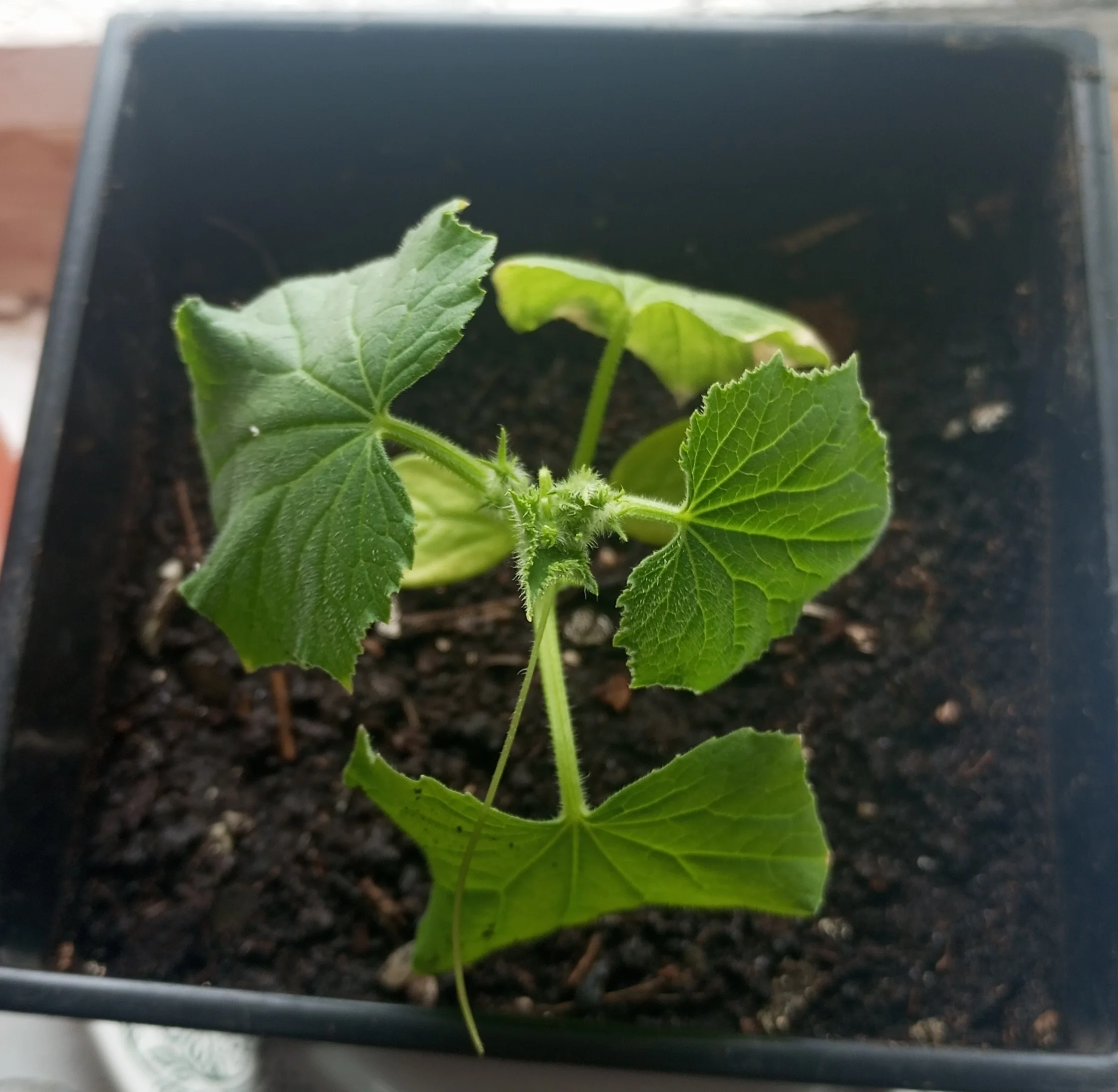 2024-03-25 16-06-35.webp