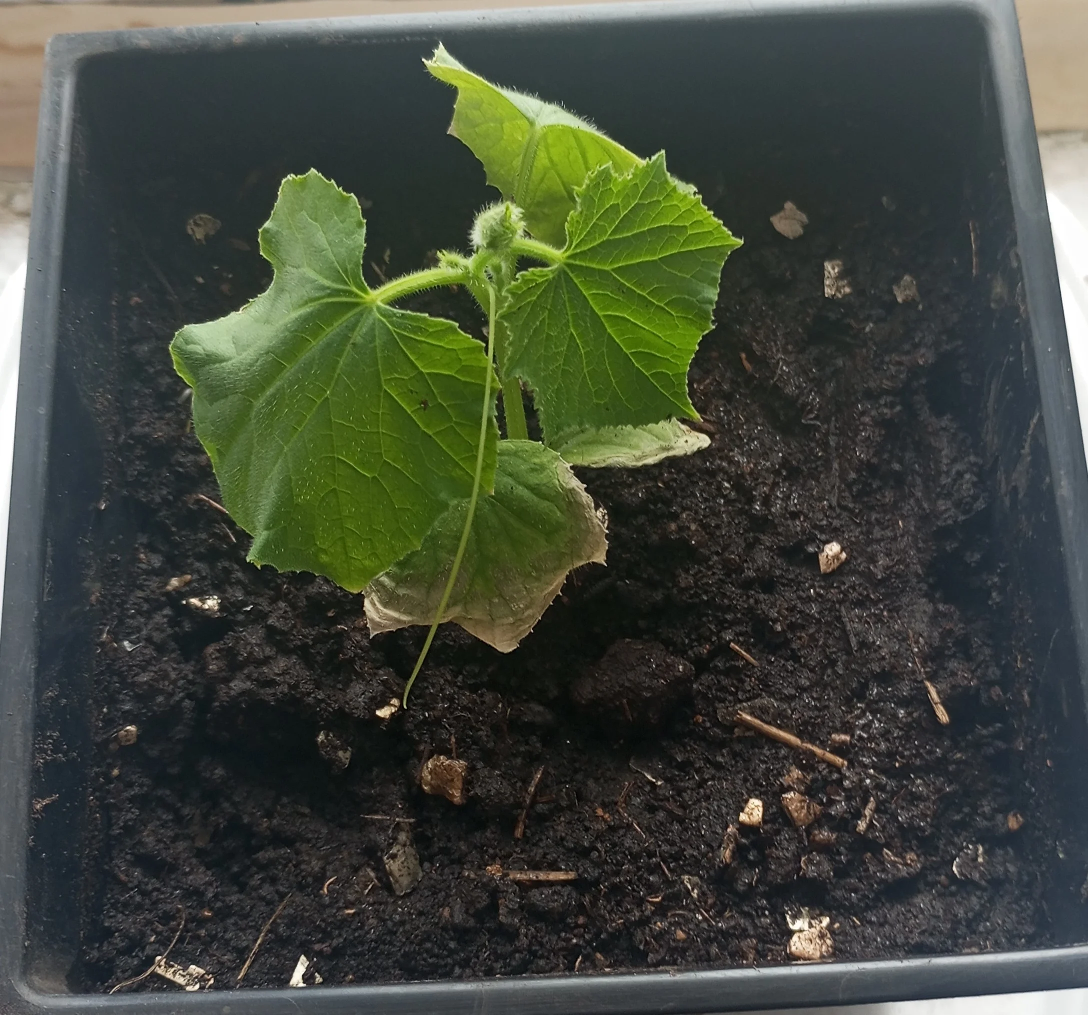 2024-03-25 16-06-38.webp