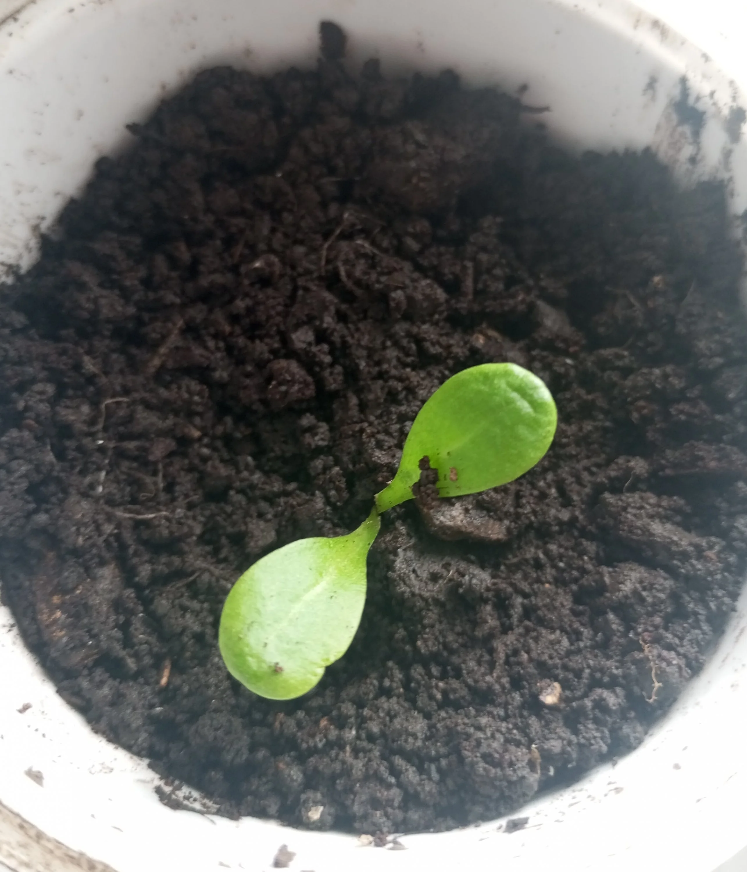 2024-03-25 16-13-37.webp