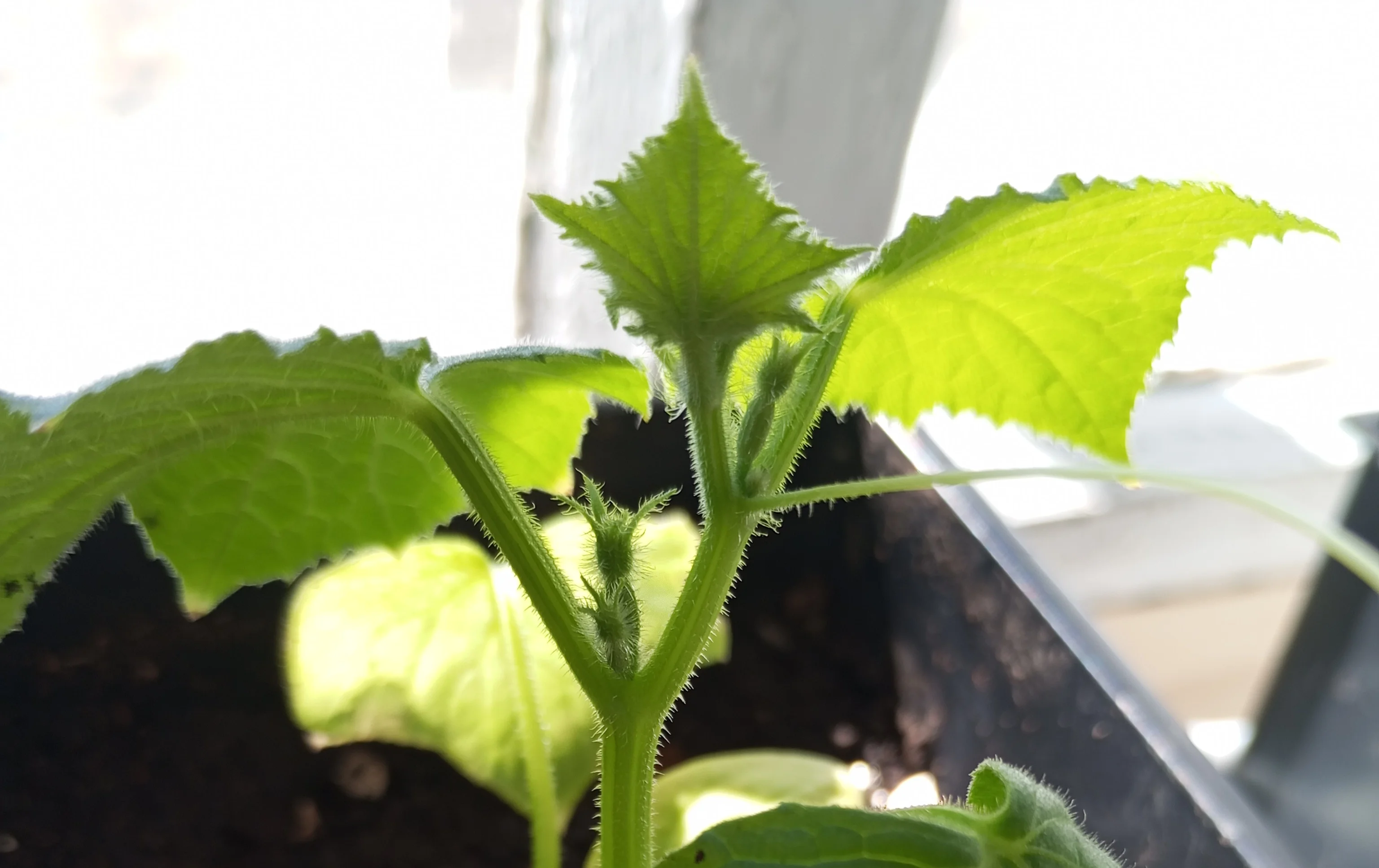 2024-03-27 12-52-20.JPG