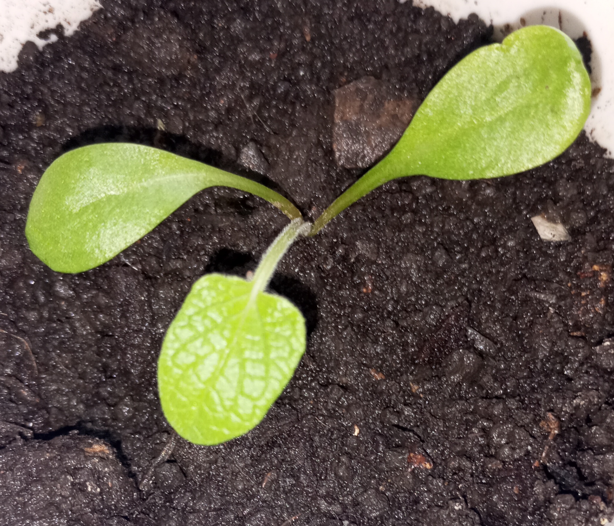 2024-04-03 11-09-21.JPG