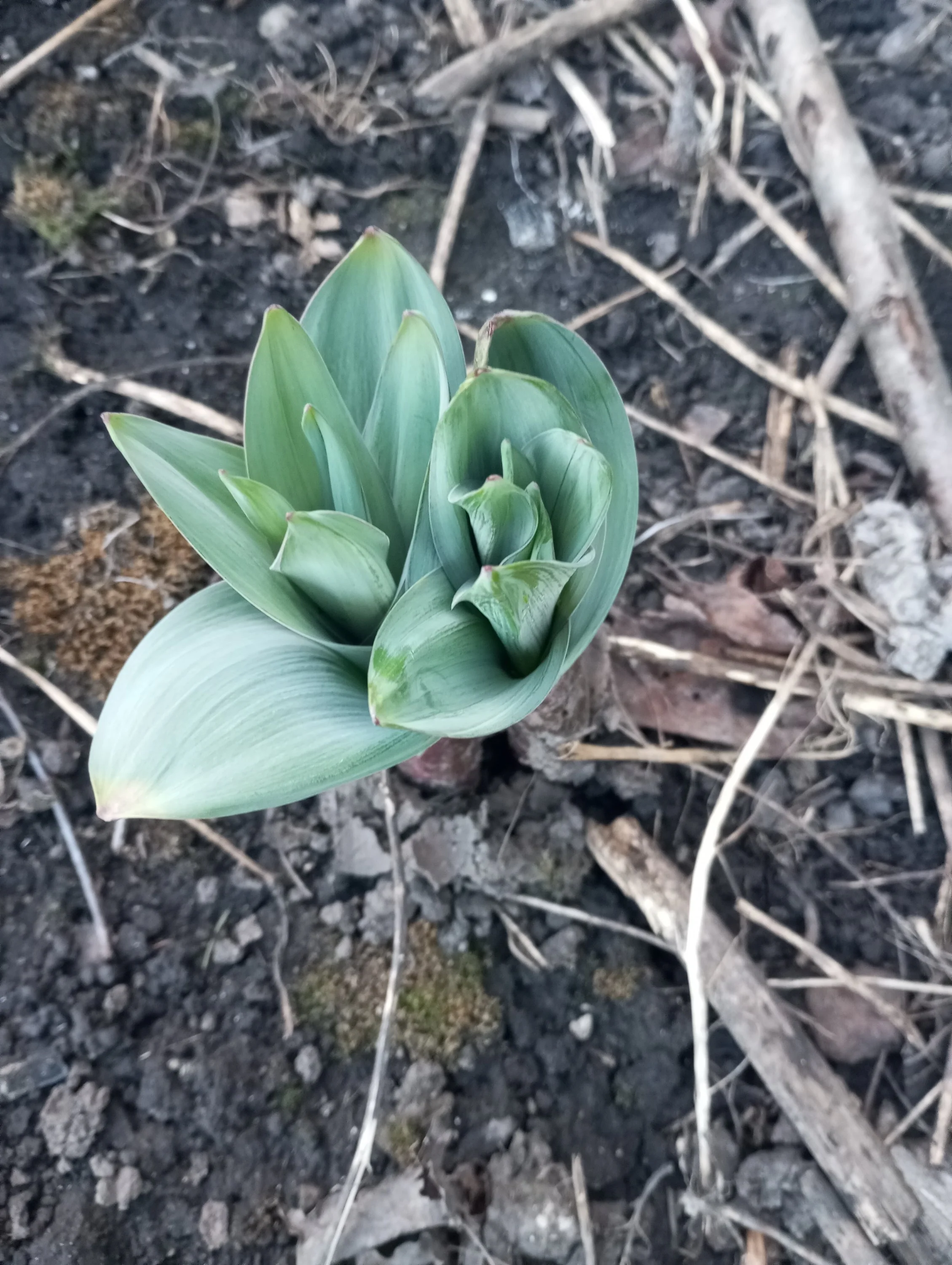 2024-04-03 18-12-43.webp