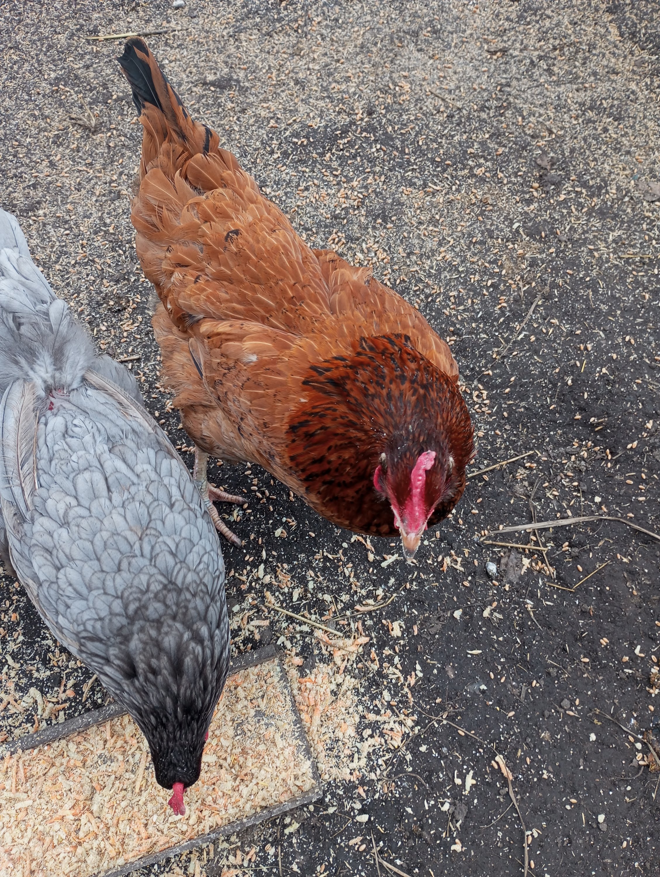 2024-04-05 11-21-41.JPG