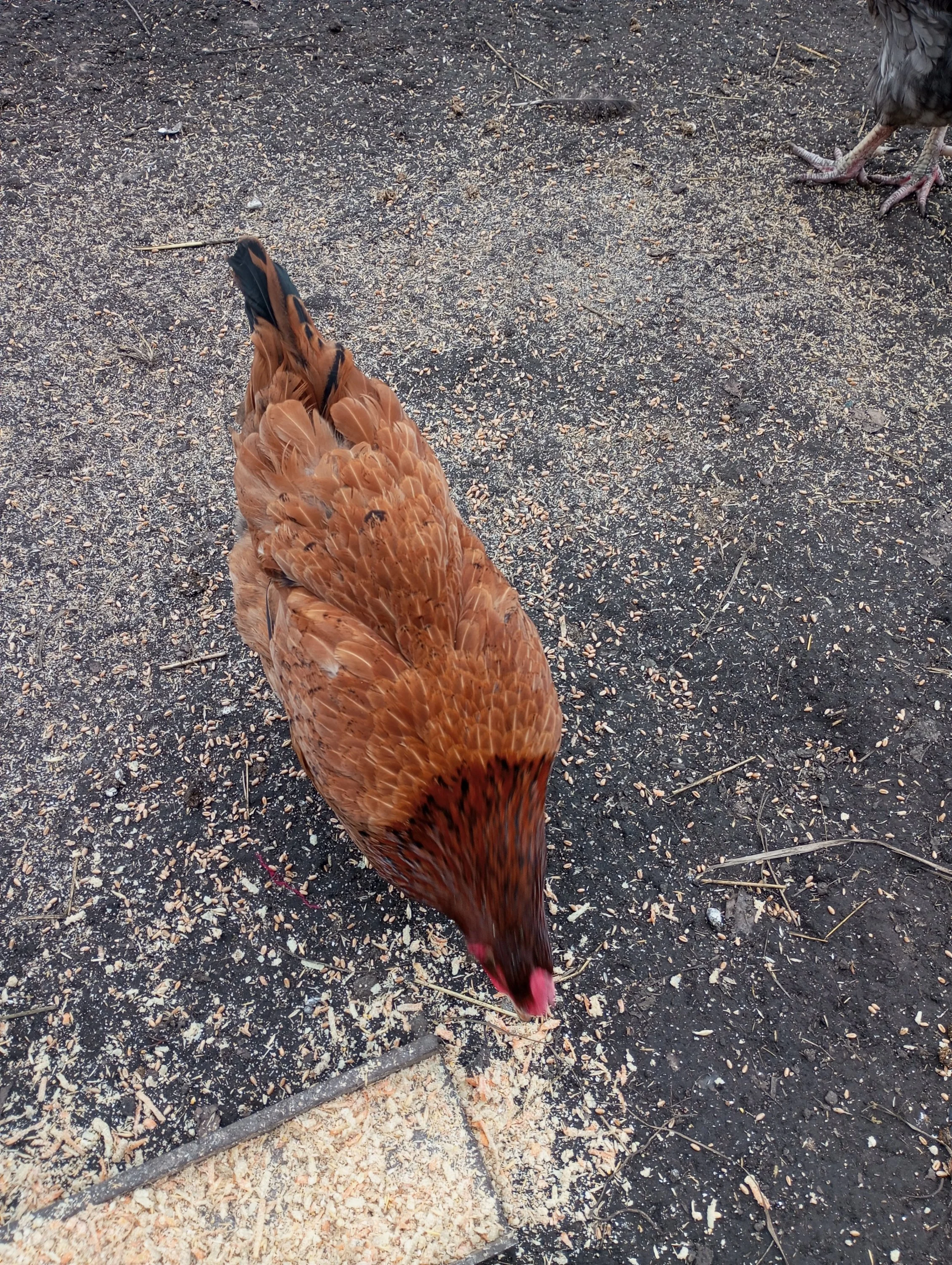 2024-04-05 11-21-48.webp