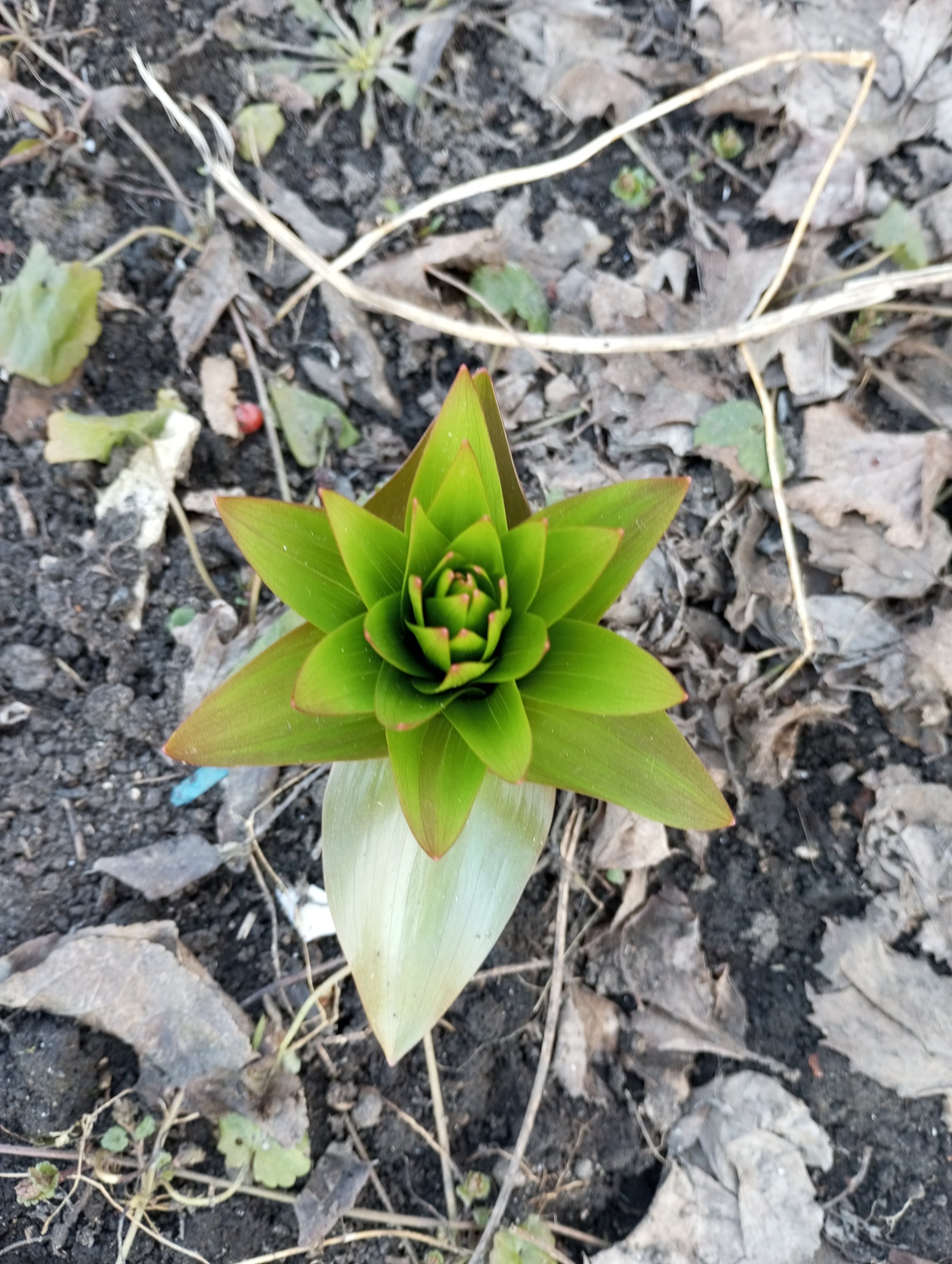 2024-04-05 17-33-22.JPG