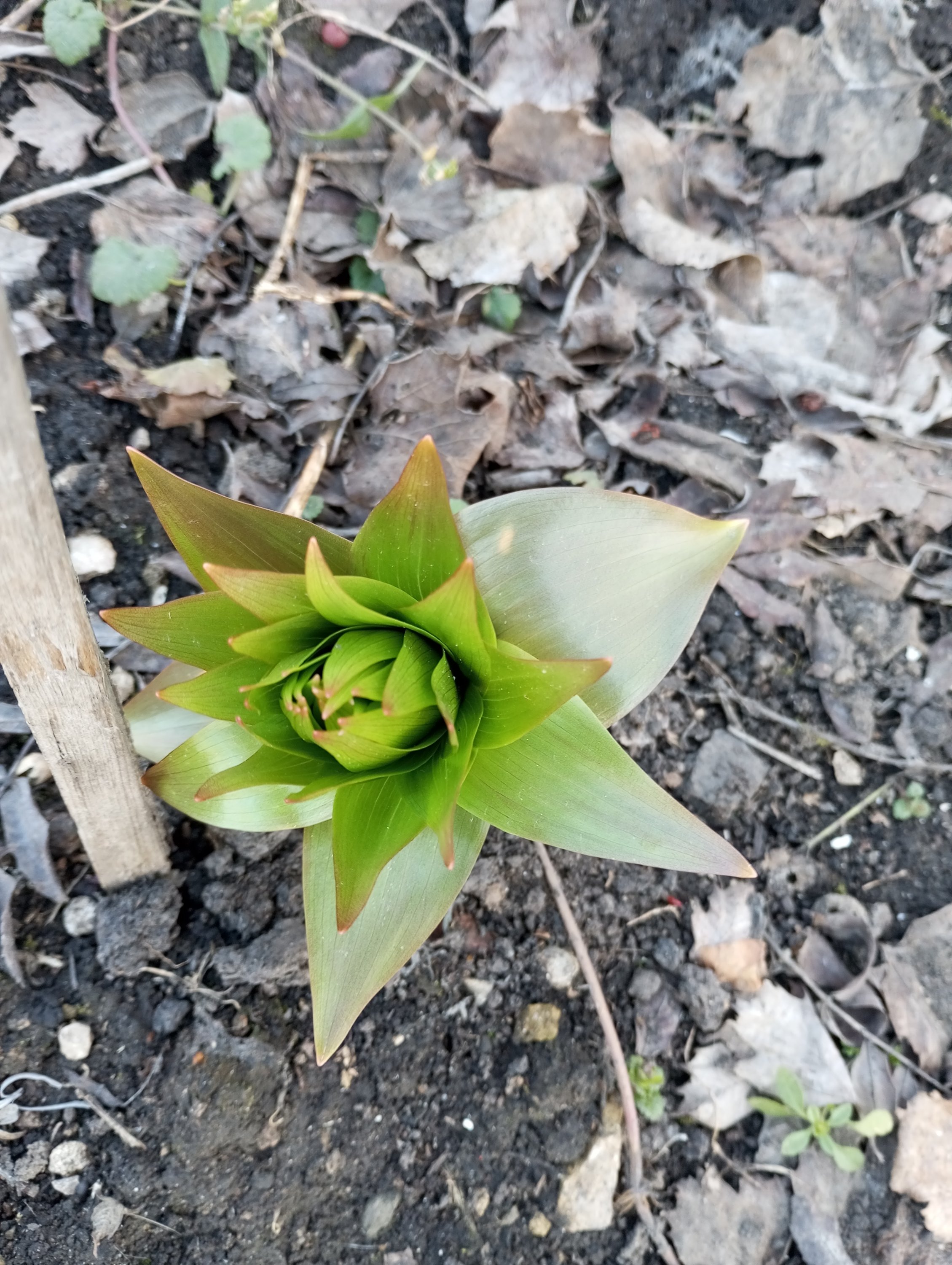 2024-04-05 17-33-26.JPG