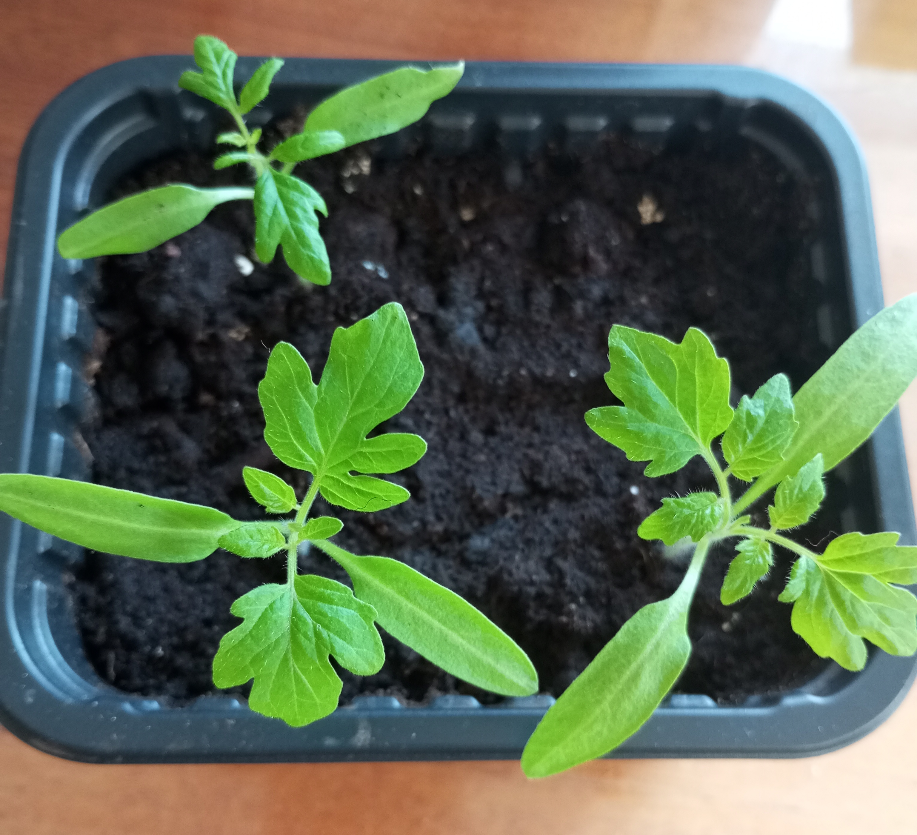 2024-04-12 13-21-21_1712928207.JPG