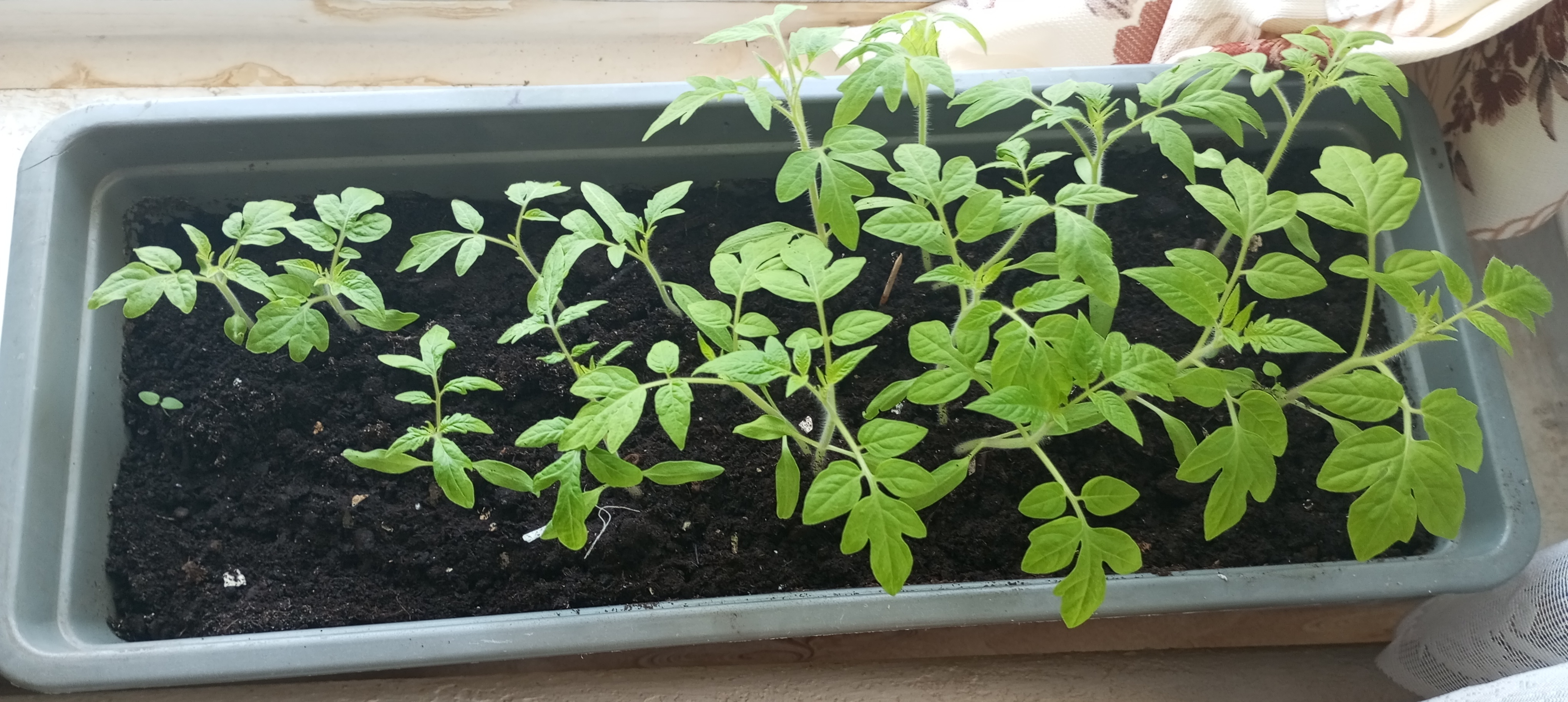 2024-04-12 13-21-31_1712928202.JPG