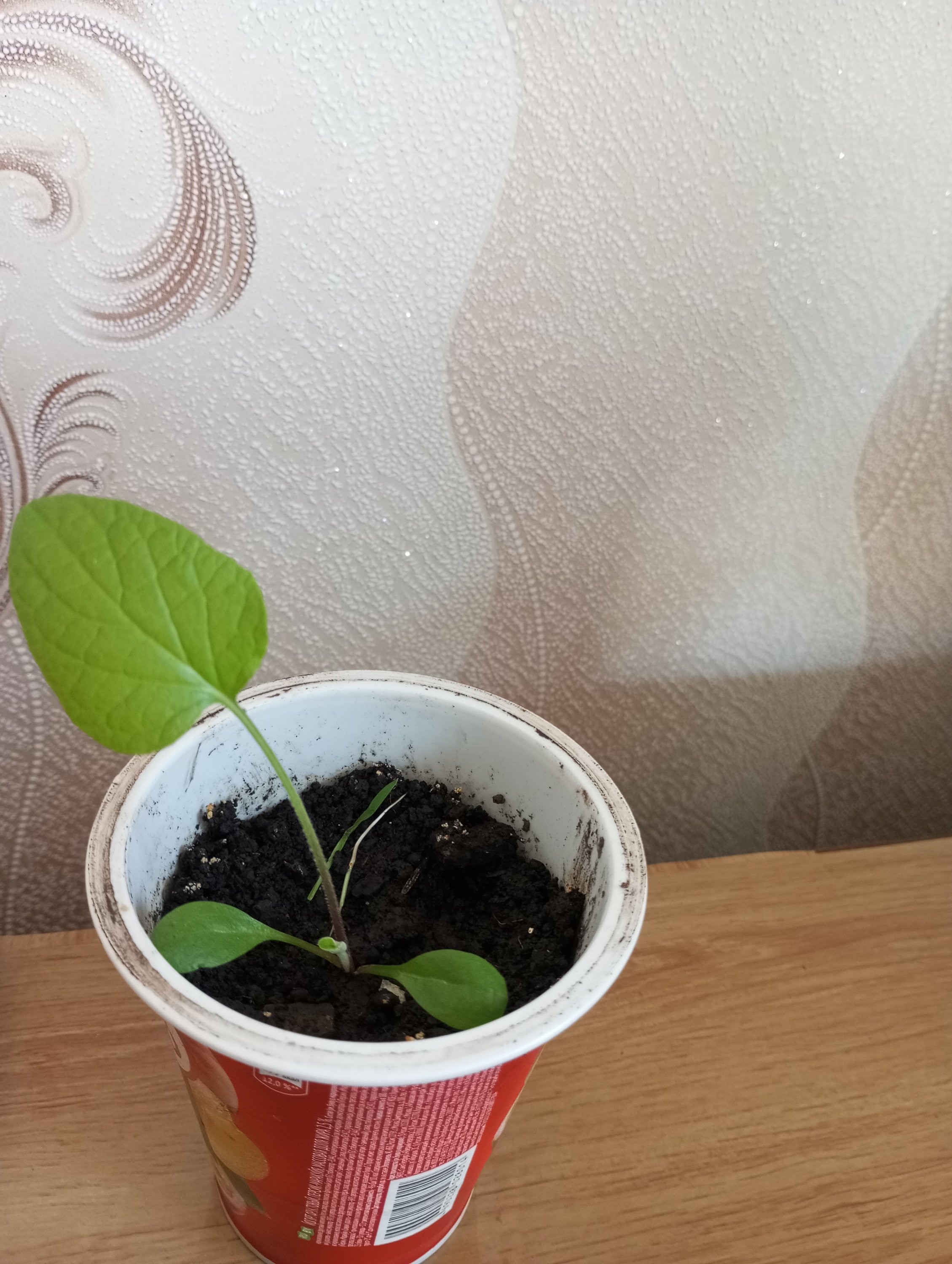 2024-04-12 13-21-48.JPG