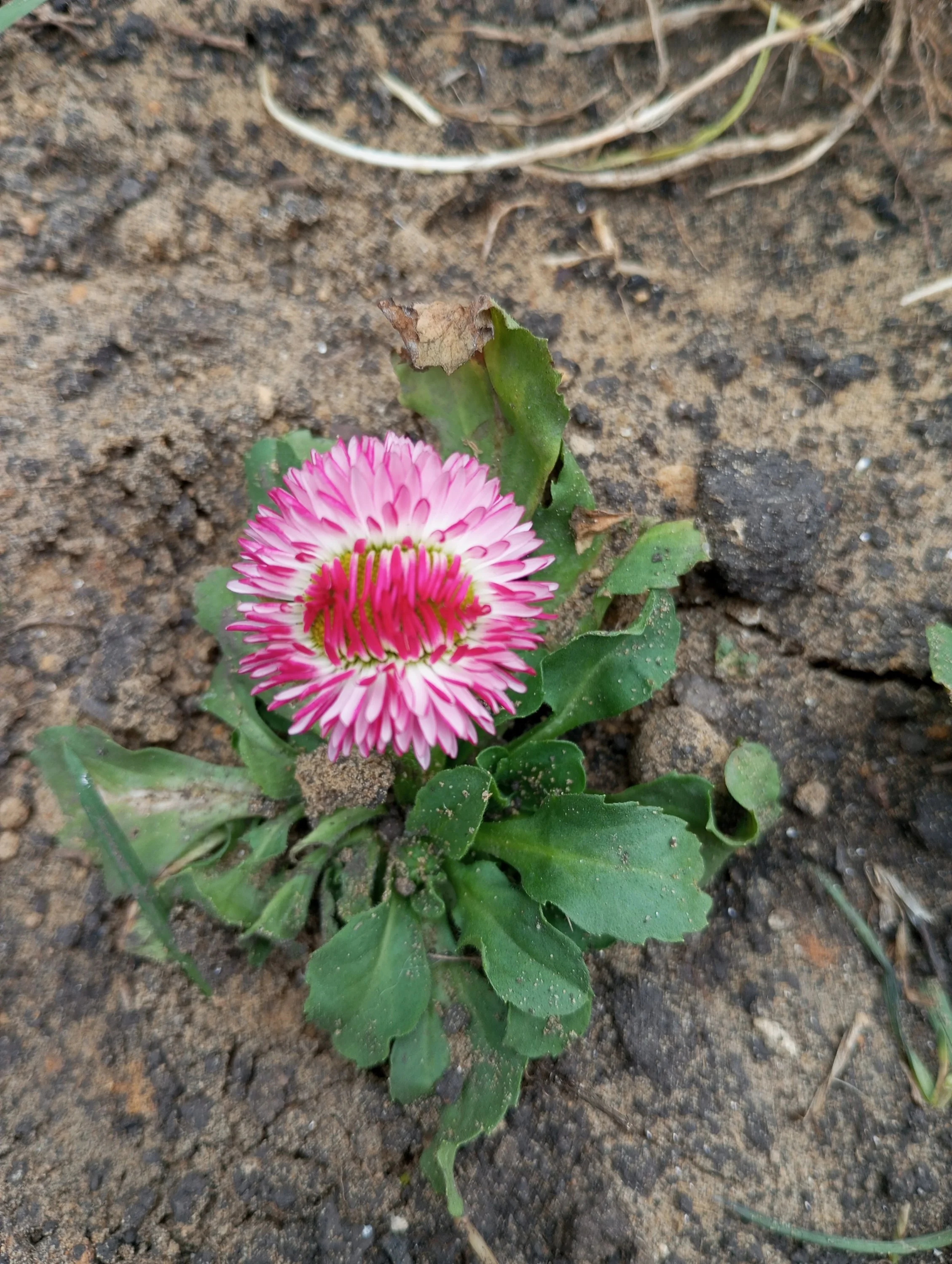 2024-04-13 15-03-44.webp