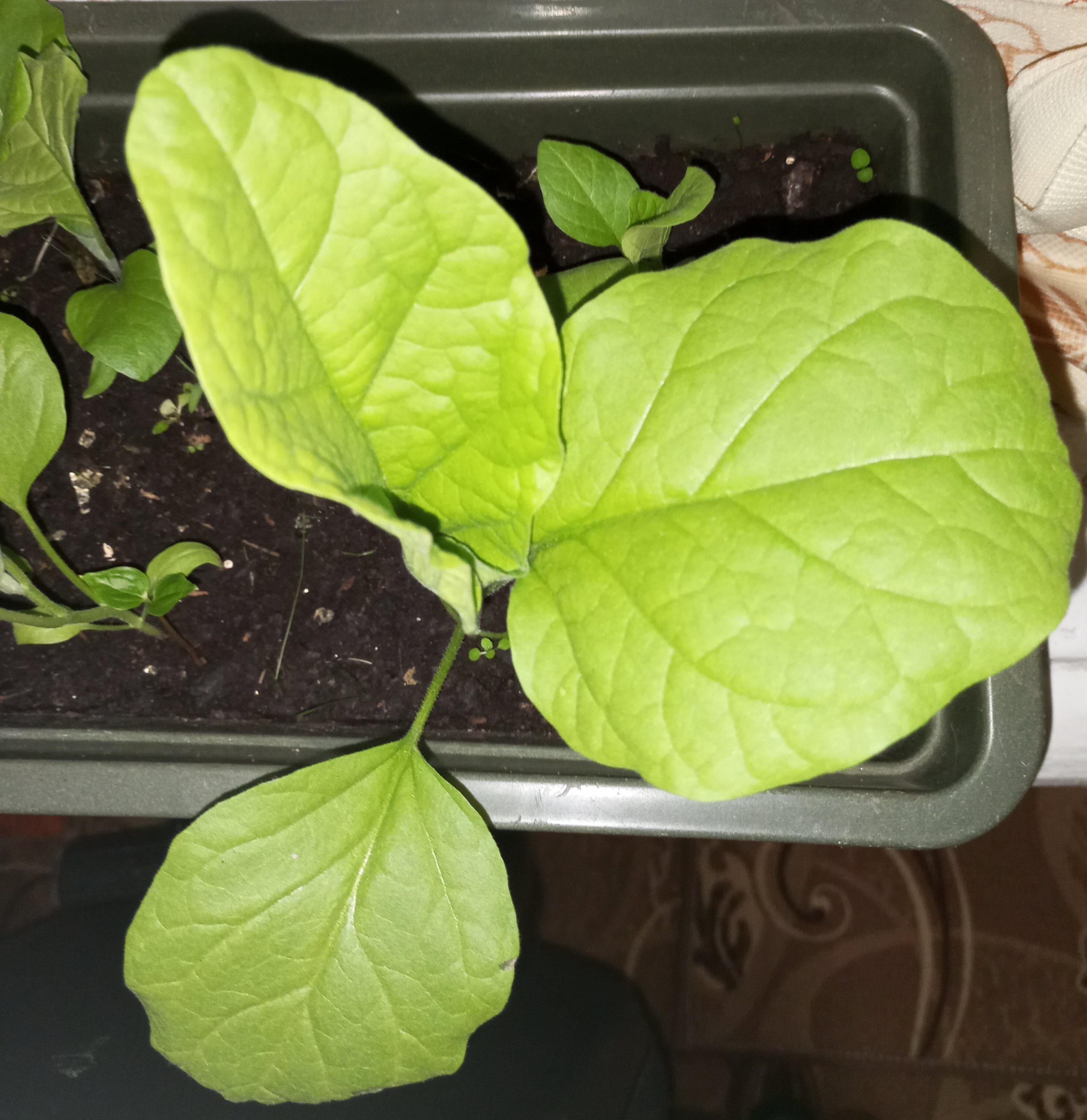 2024-04-20 20-06-25 (1).JPG