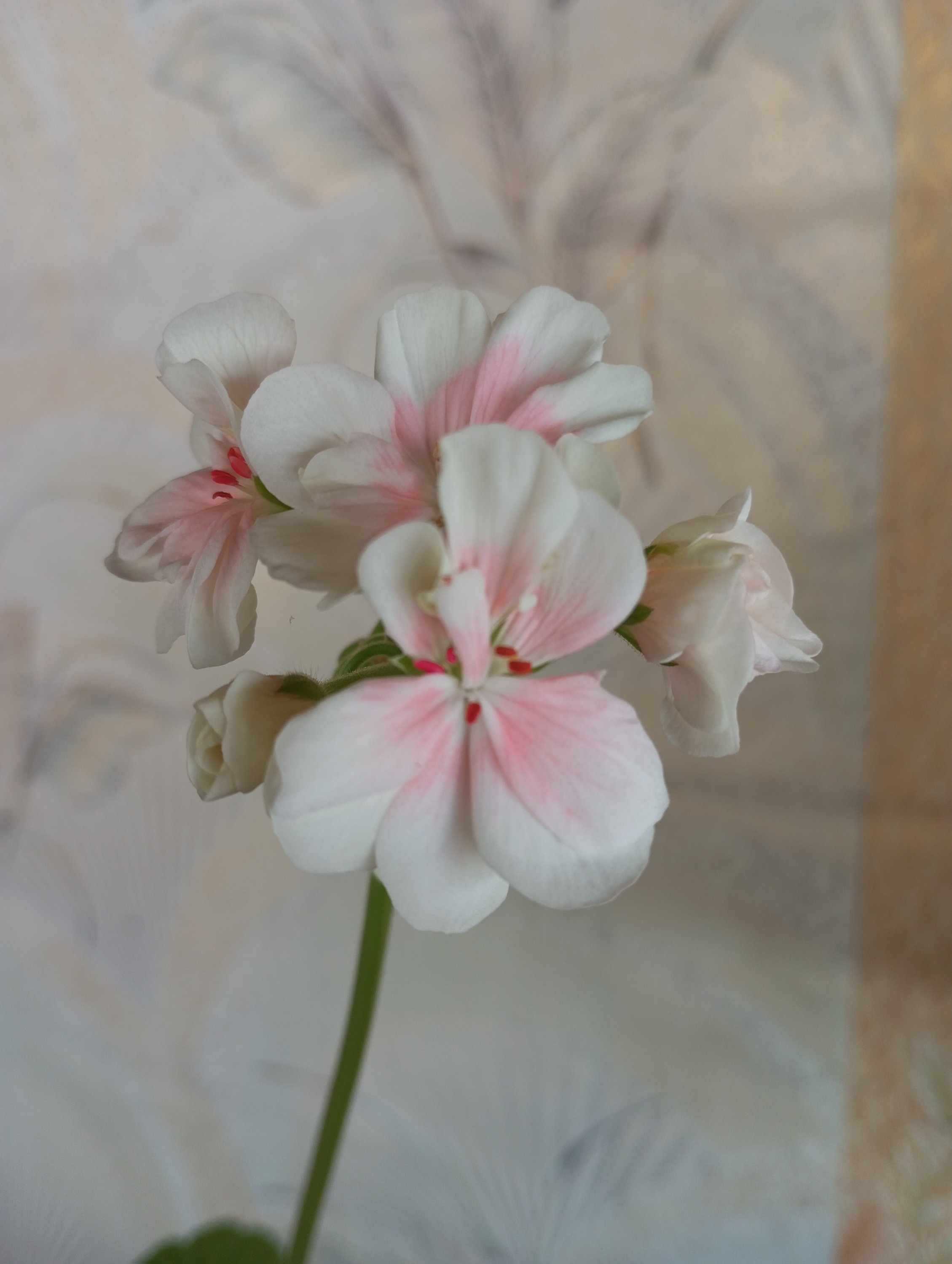 2024-04-21 11-35-25.JPG