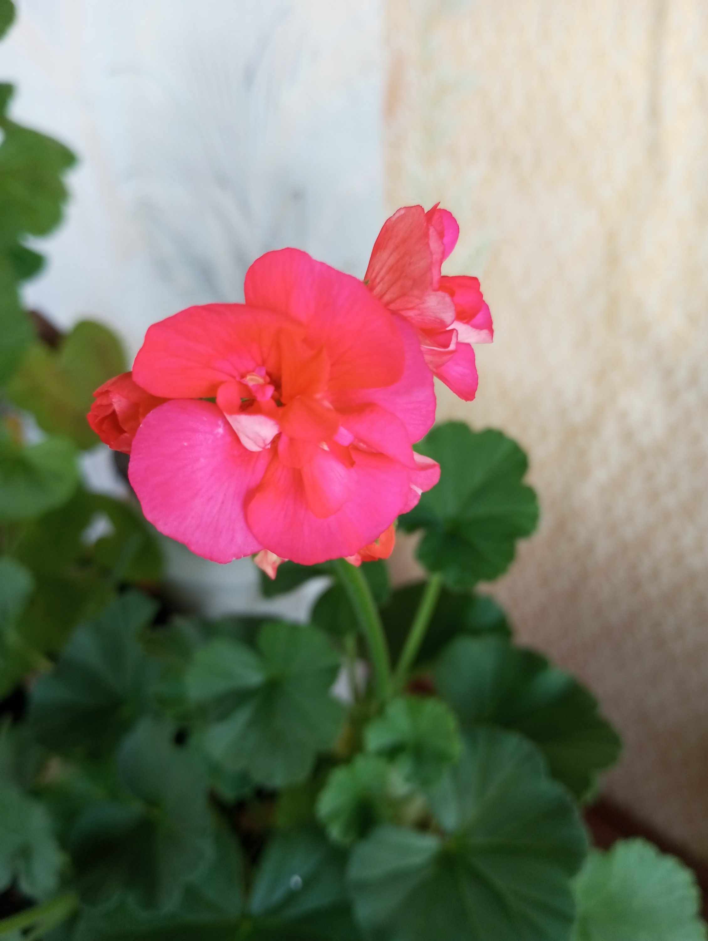 2024-04-21 11-35-45.JPG