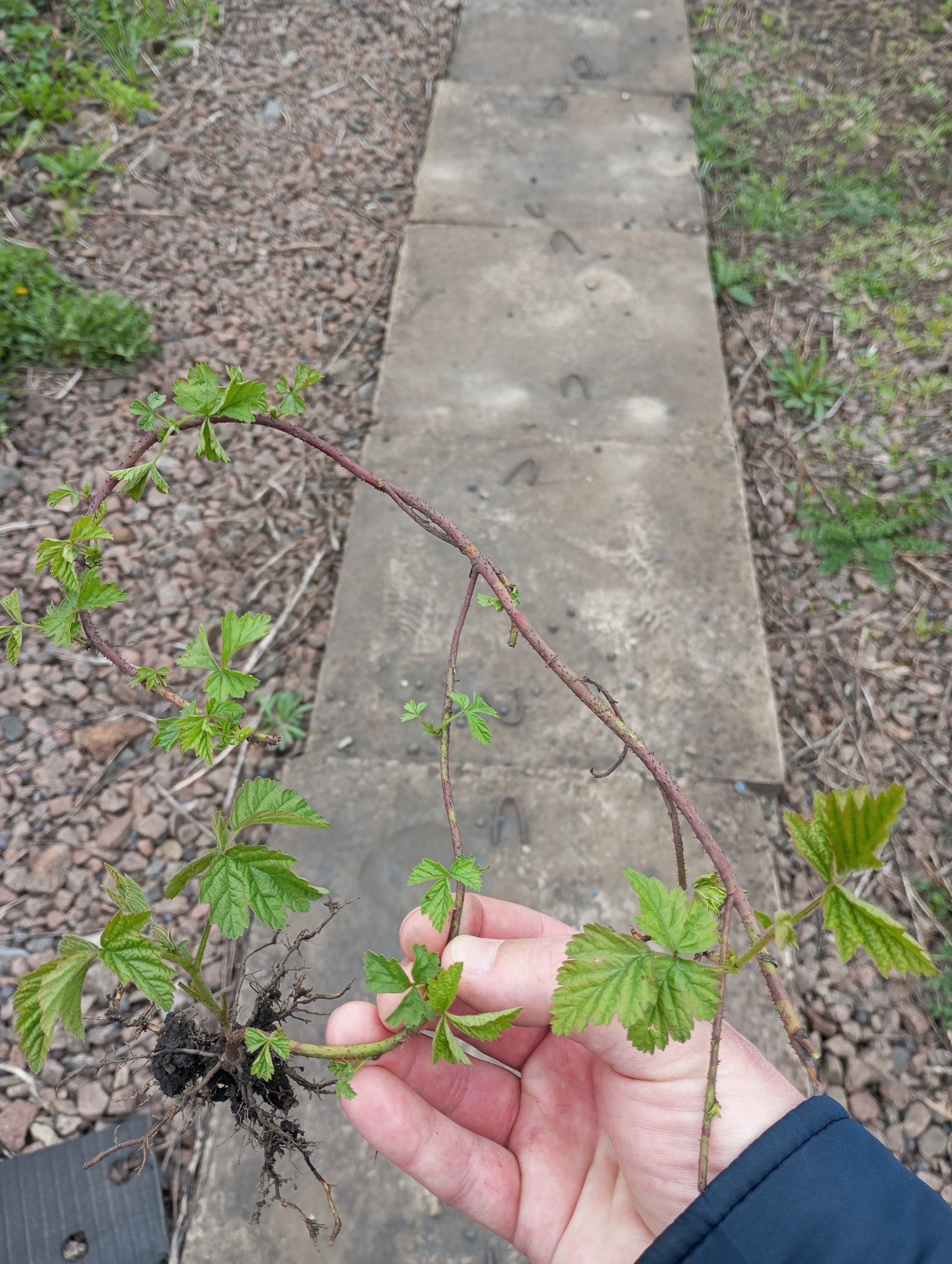 2024-04-21 16-09-39.JPG