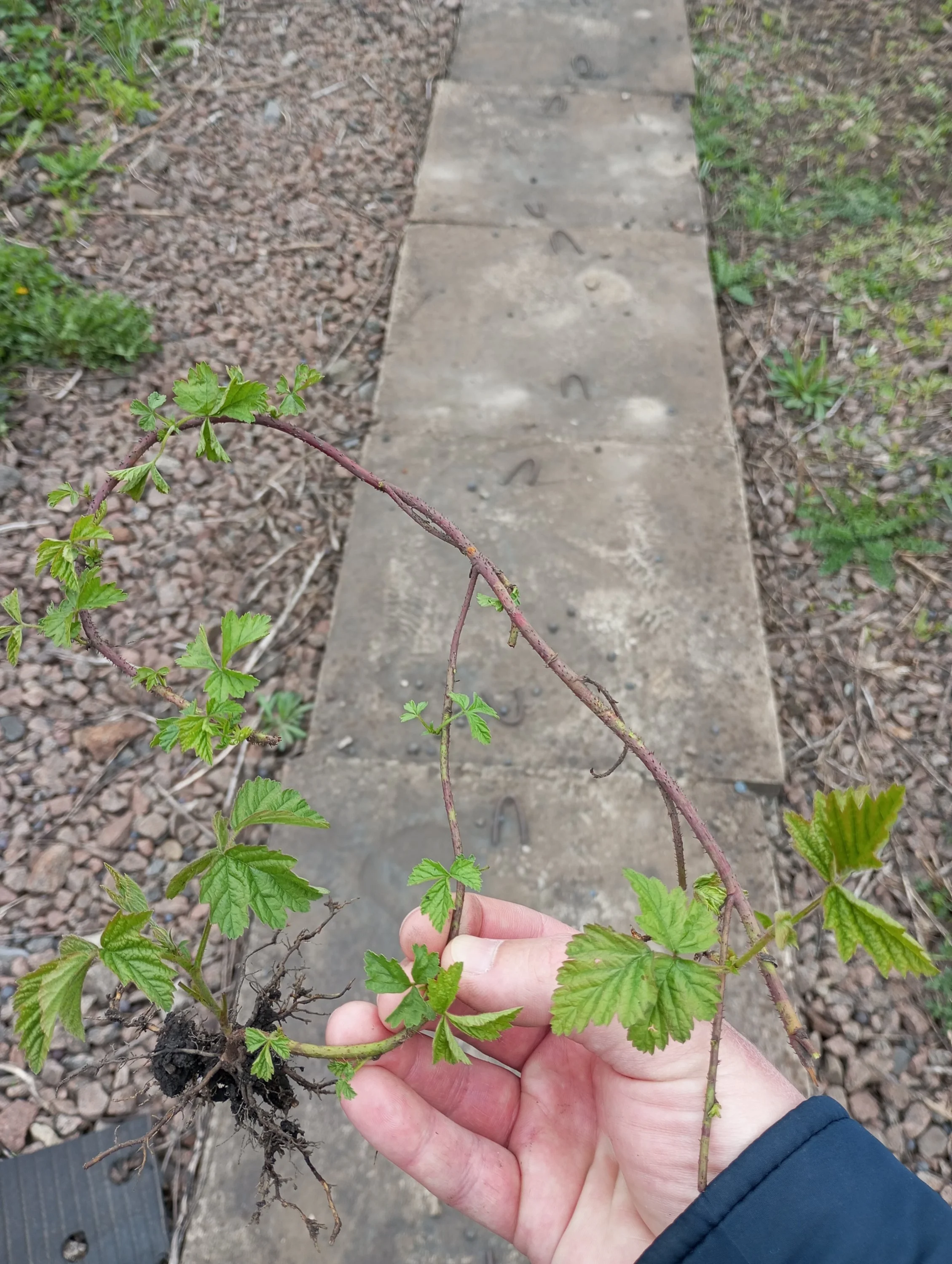 2024-04-21 16-09-39.webp