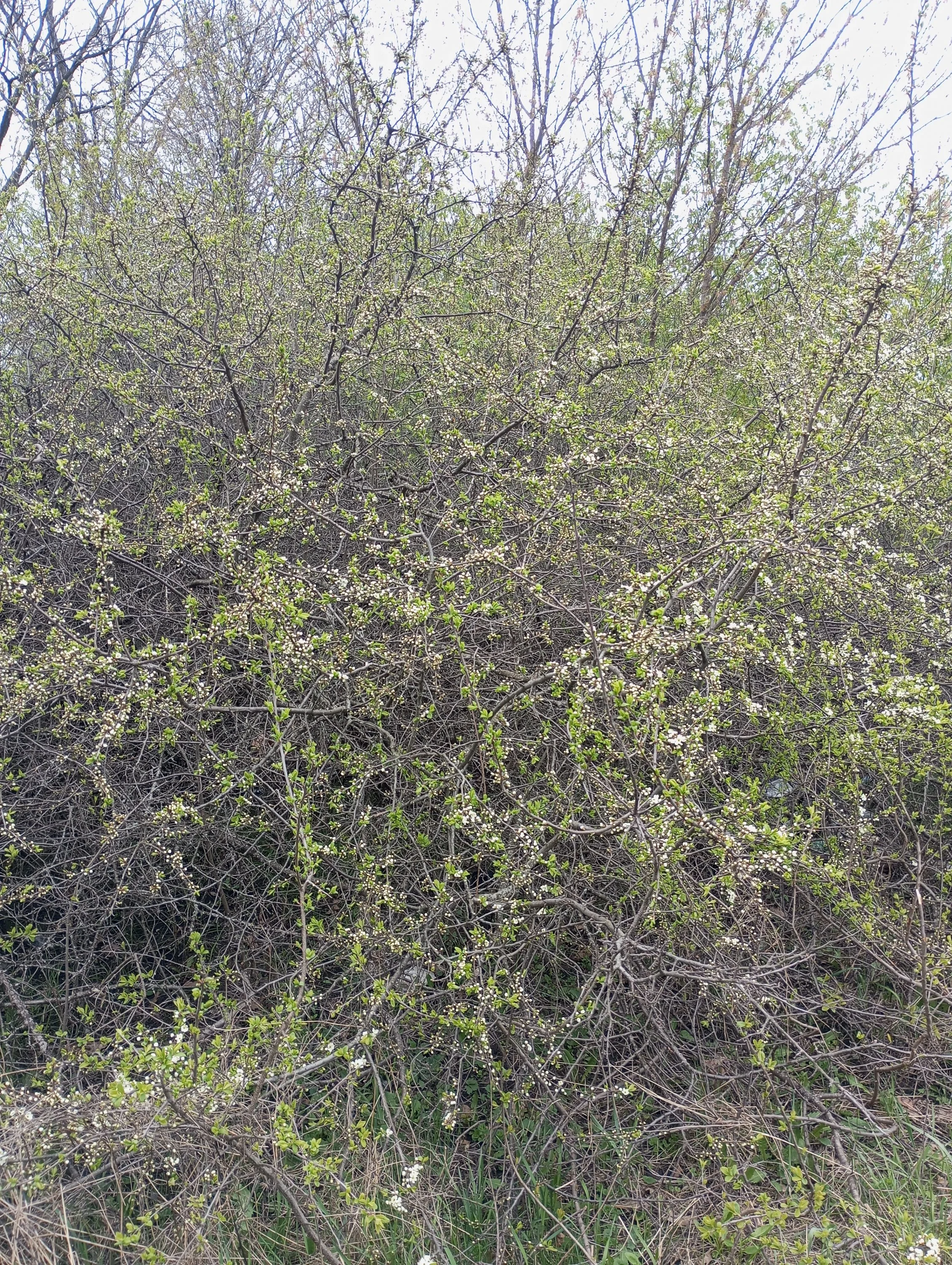 2024-04-21 16-12-02_1713708931.webp