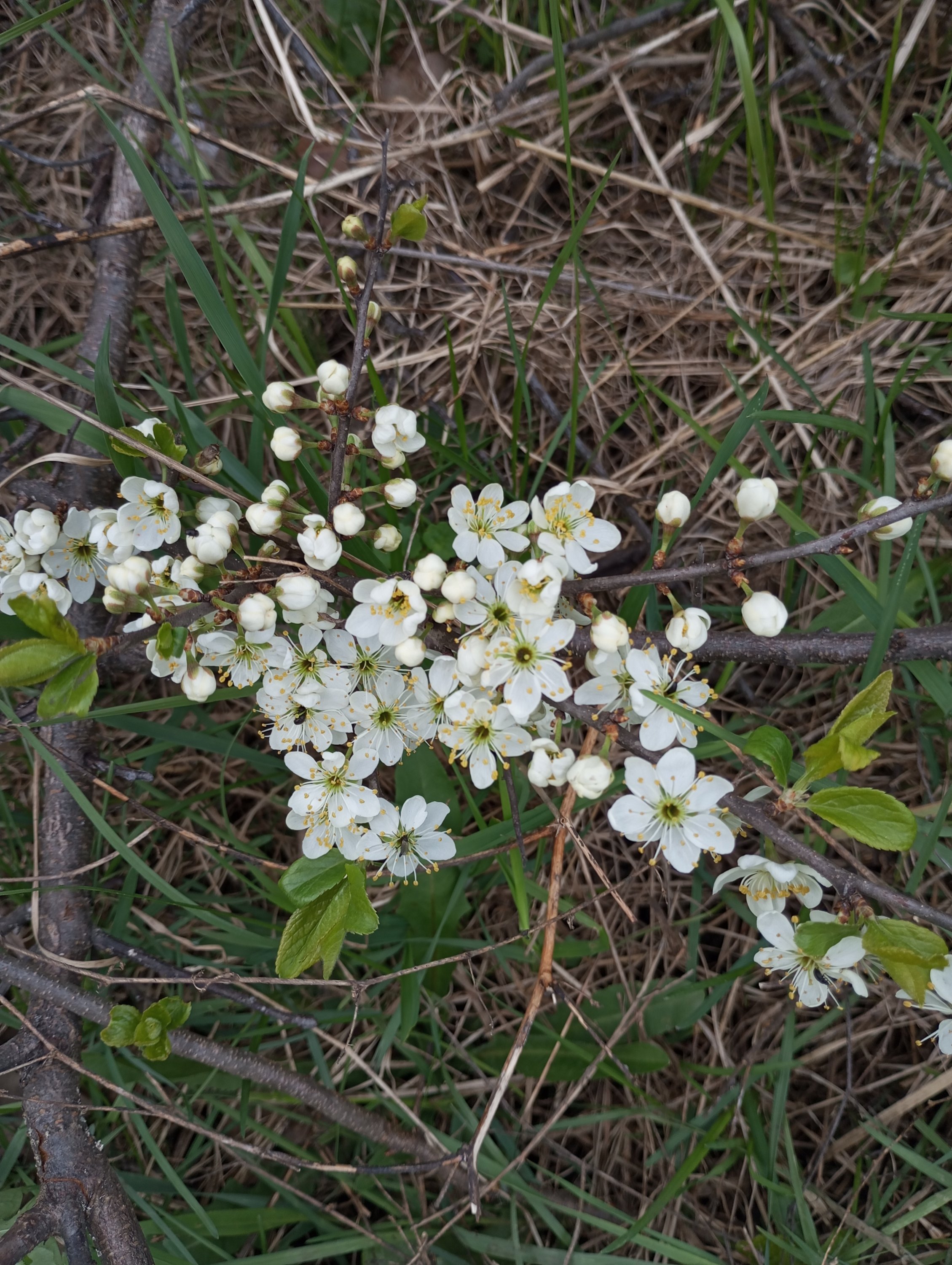 2024-04-21 16-12-14.JPG